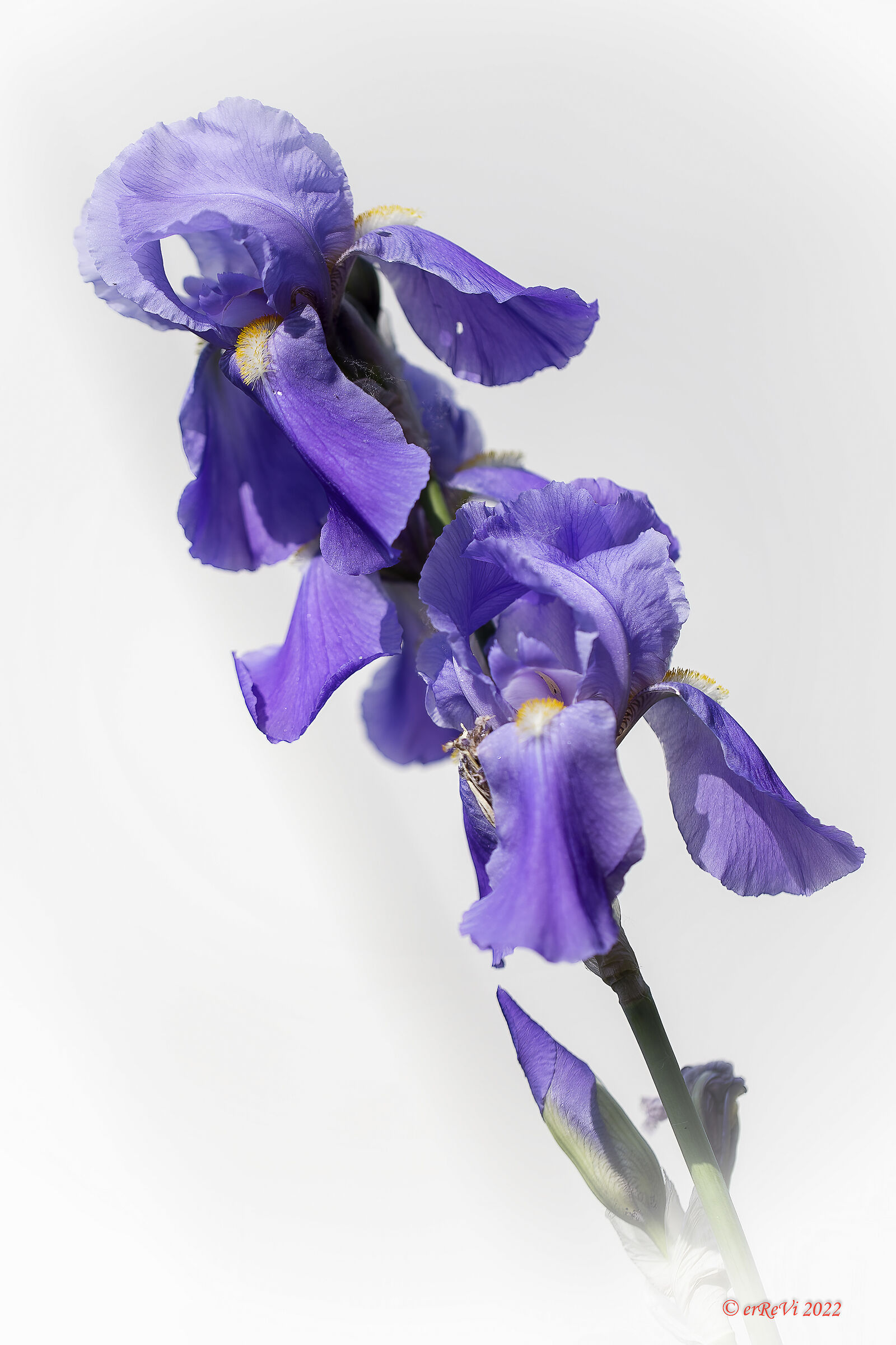 Iris Pallida
