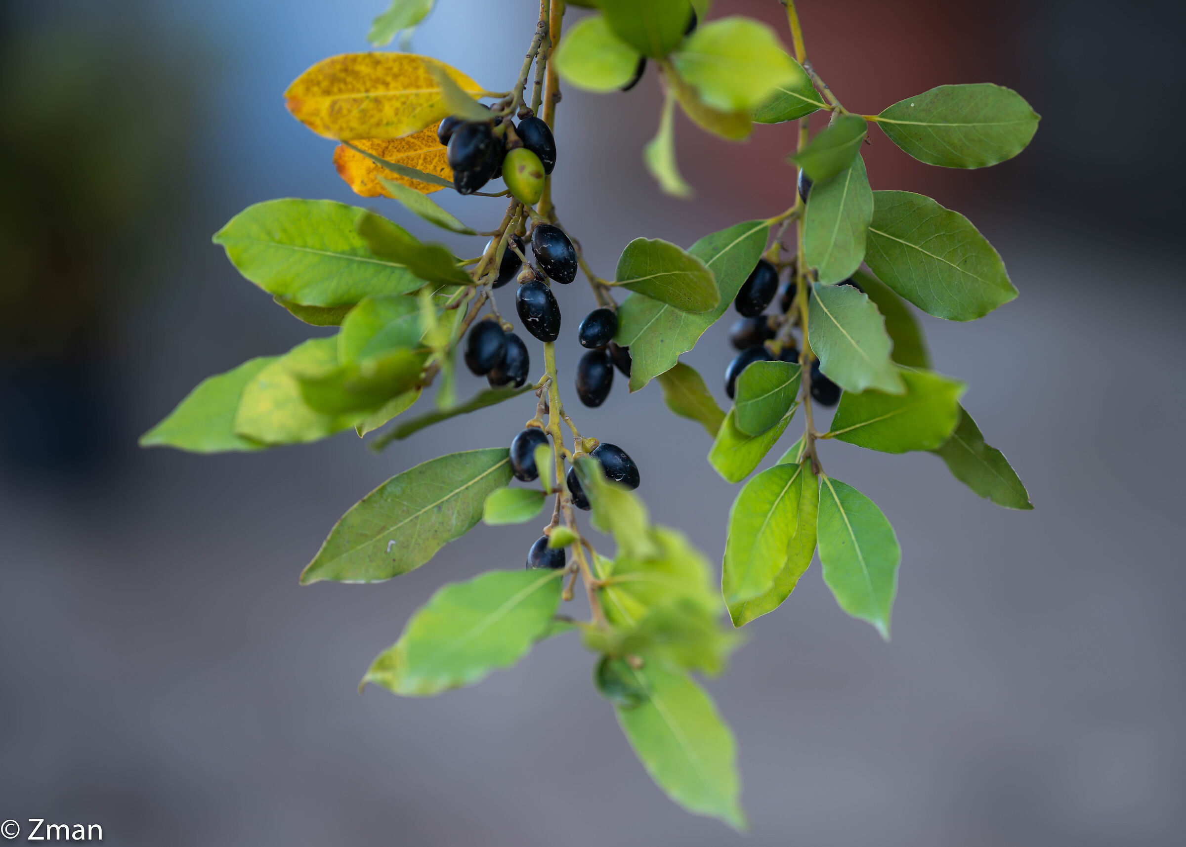 Olive e foglie di alloro