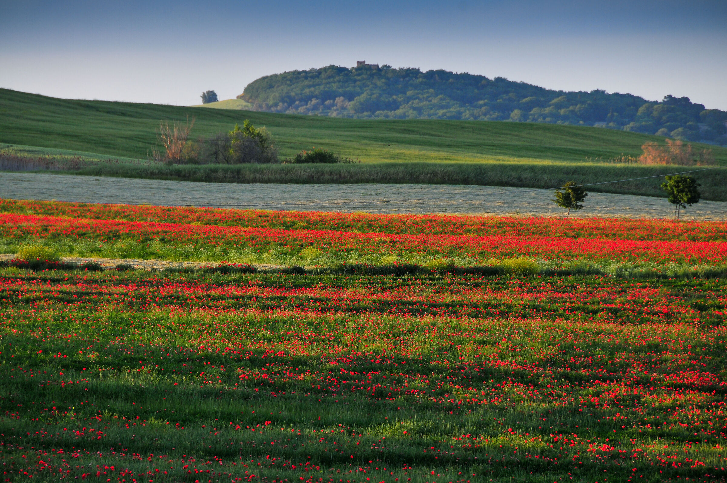 poppies to Spedaletto Val d'Orcia