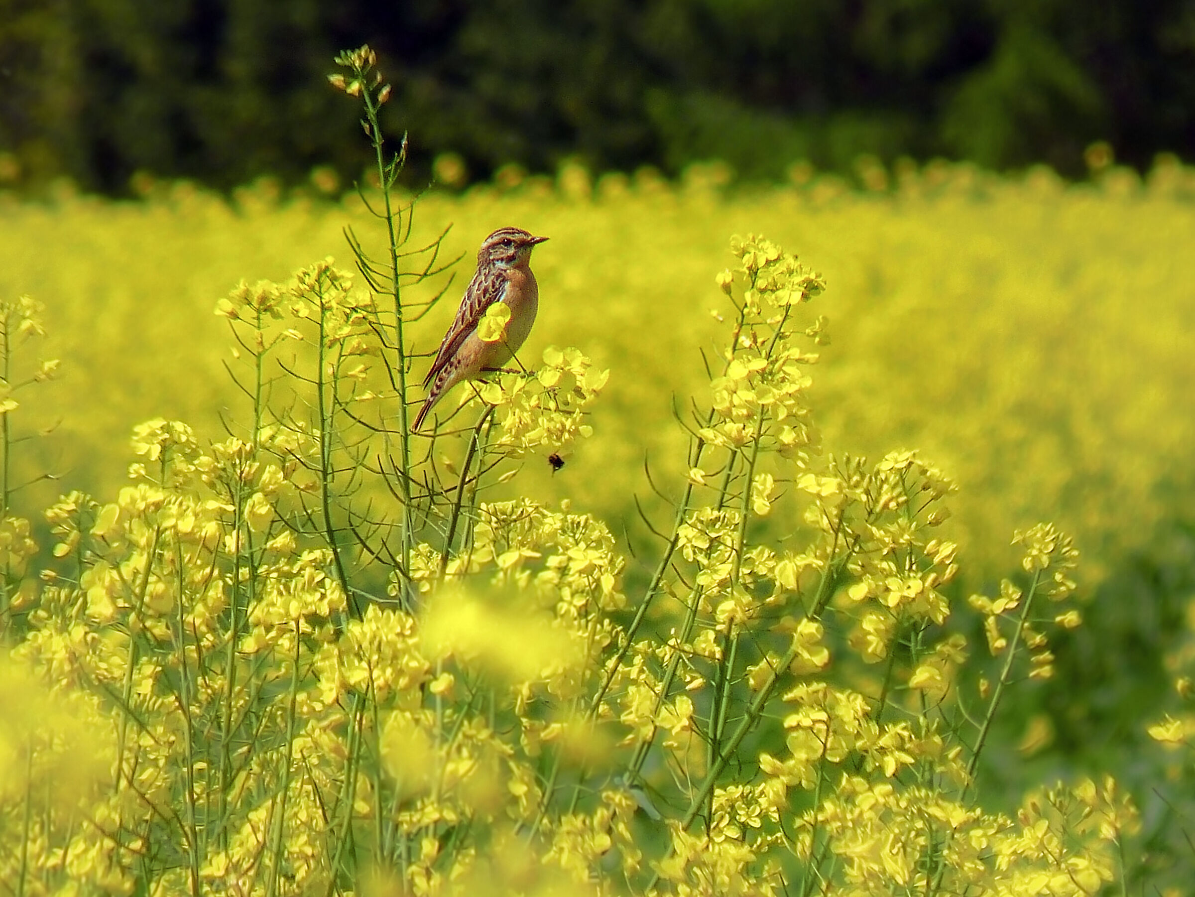 Poklaskwa (Saxicola rubetra)