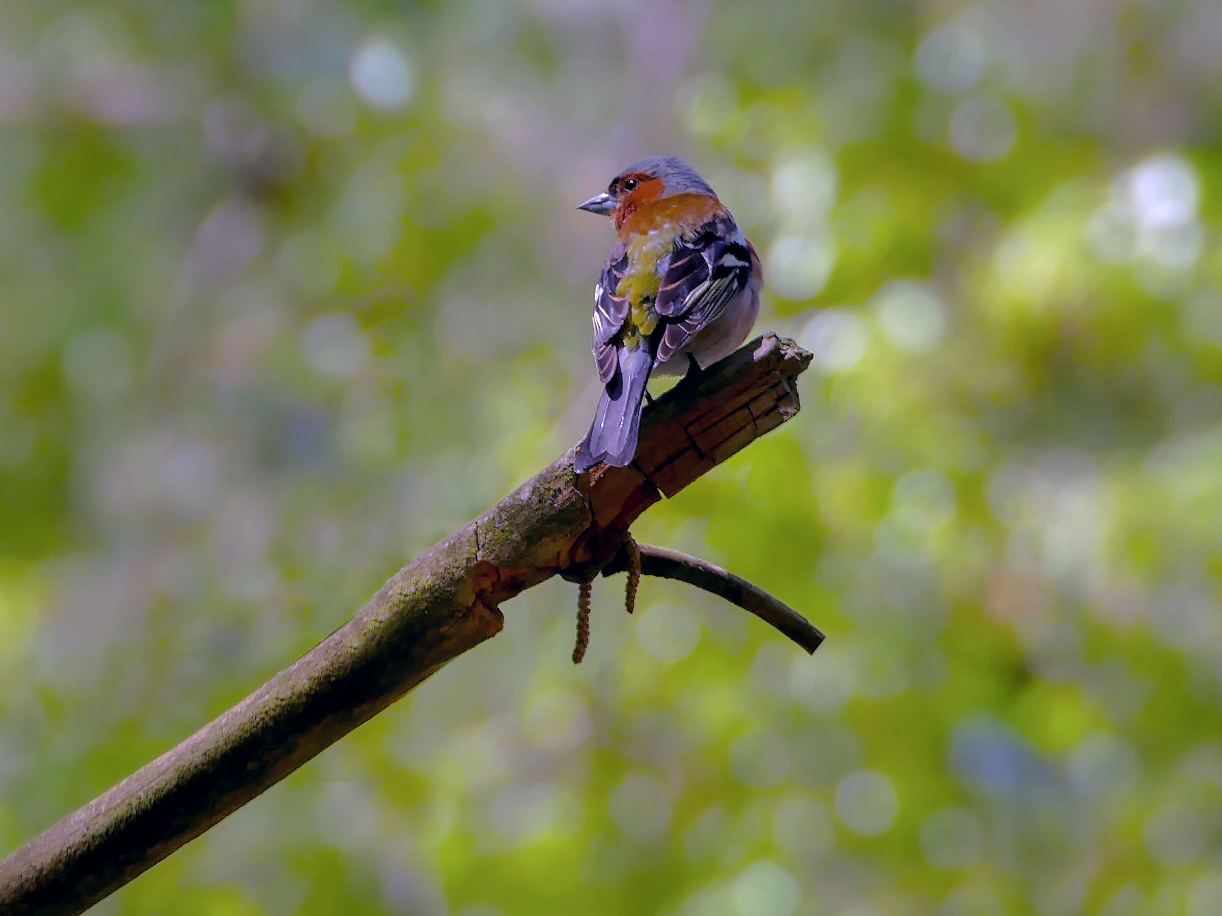 Zieba (Fringilla coelebes)