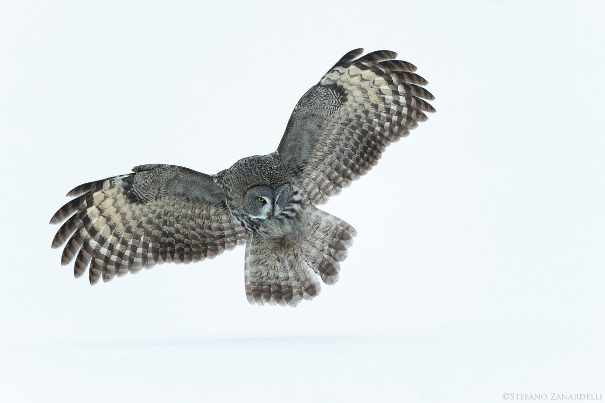 Lapland Owl