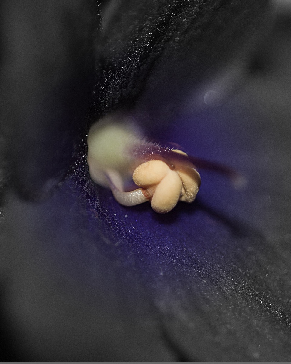 ricerca.. dell'essenza