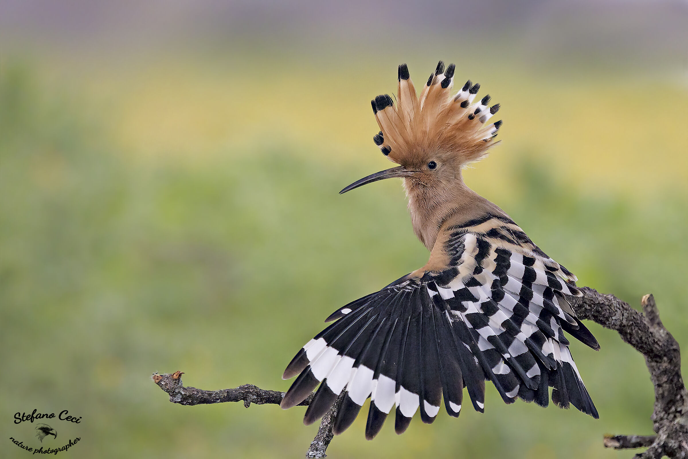 Hoopoe