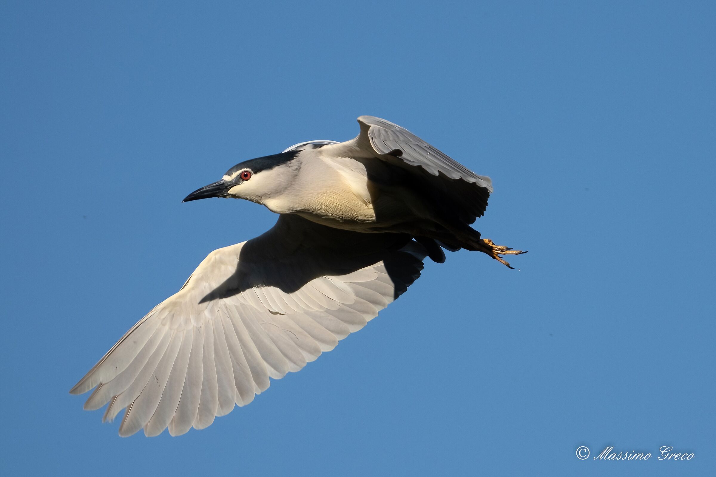 Nitticora (Nycticorax nycticorax)