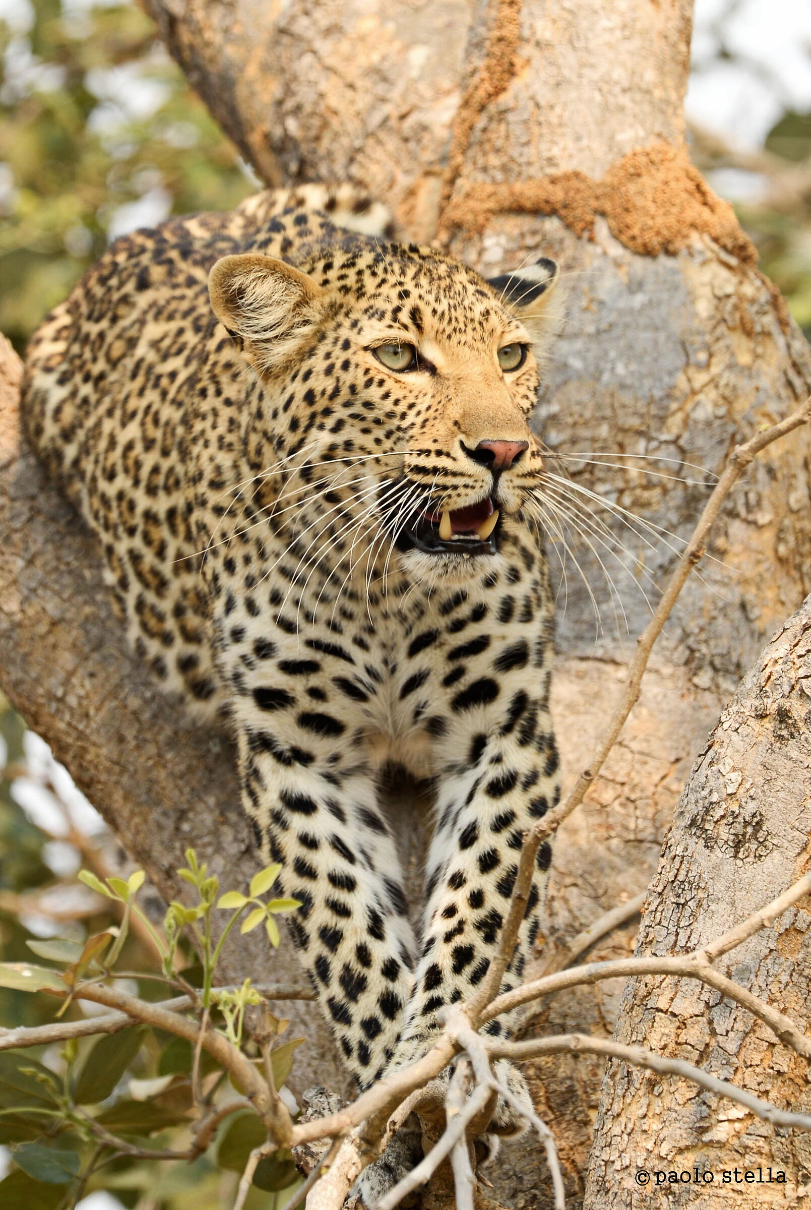 young female on a tree