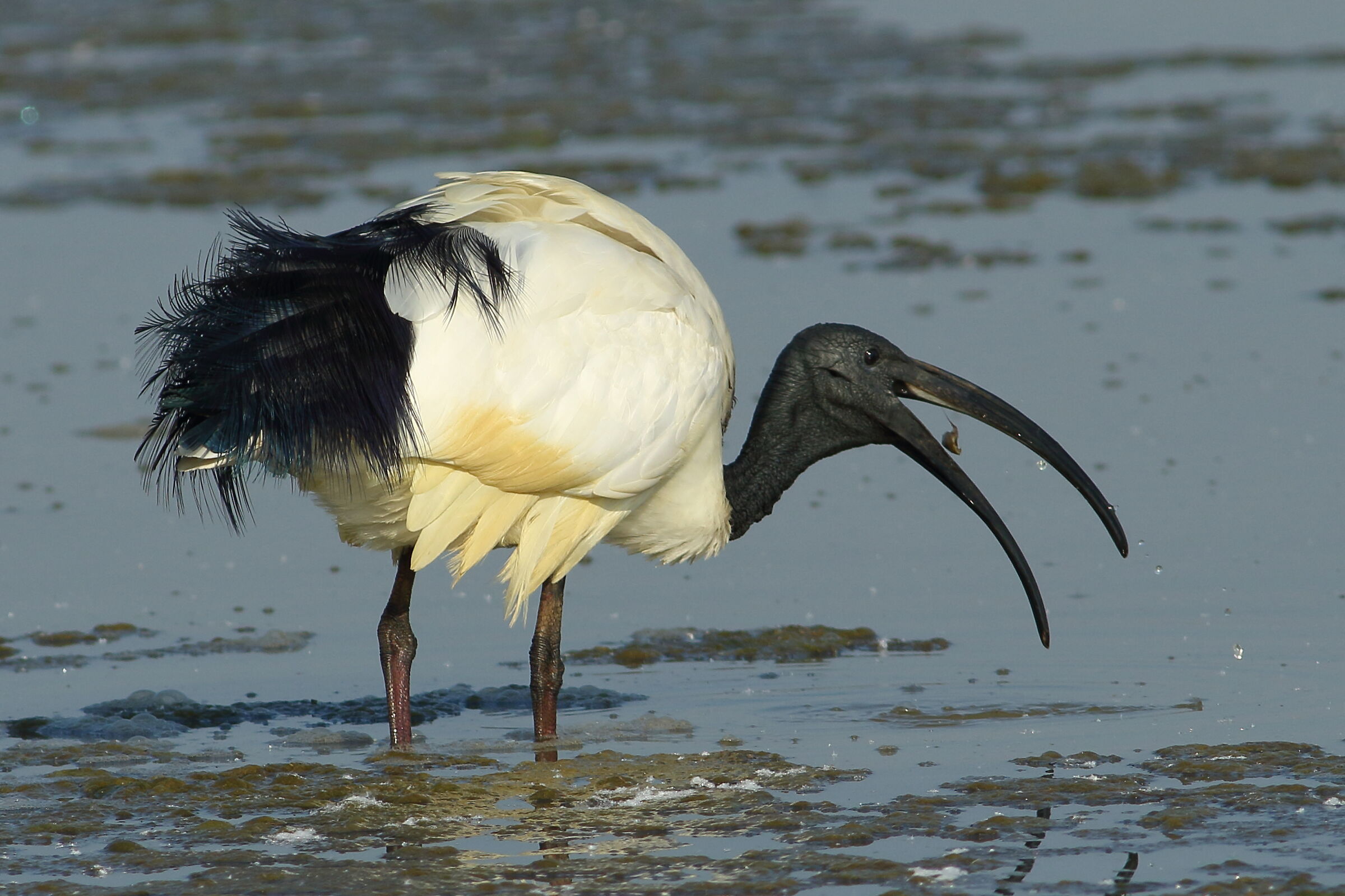 ibis sacro