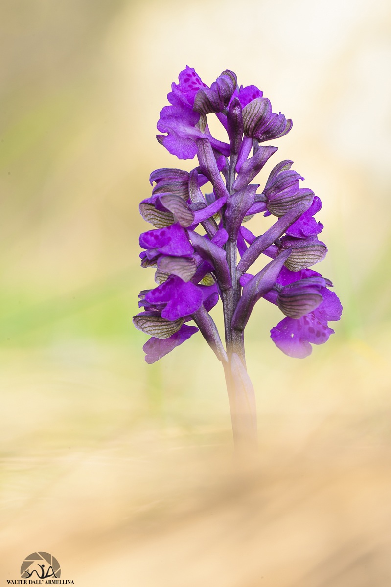 Orchis Morio