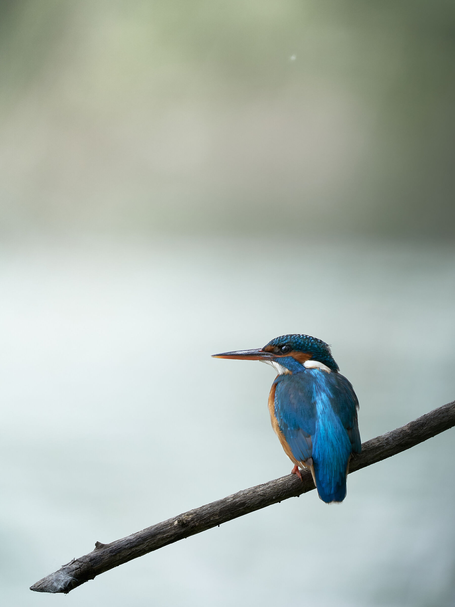 Waiting kingfisher