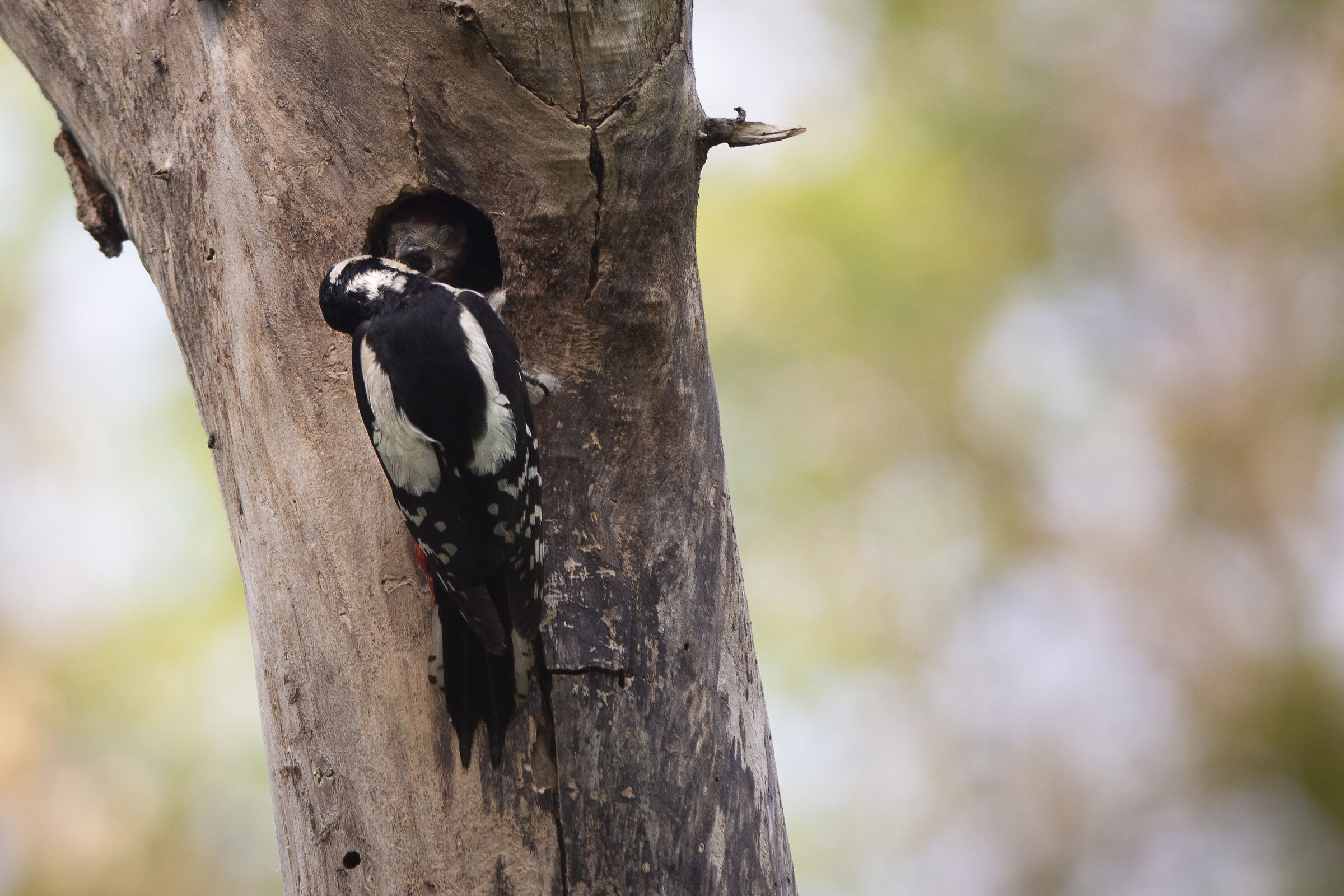 Nidificazione picchio rosso maggiore