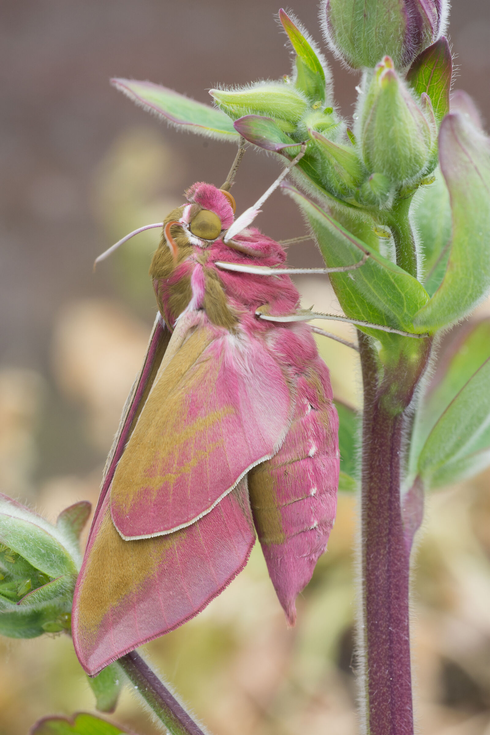 Small Elephant Hawk-moth