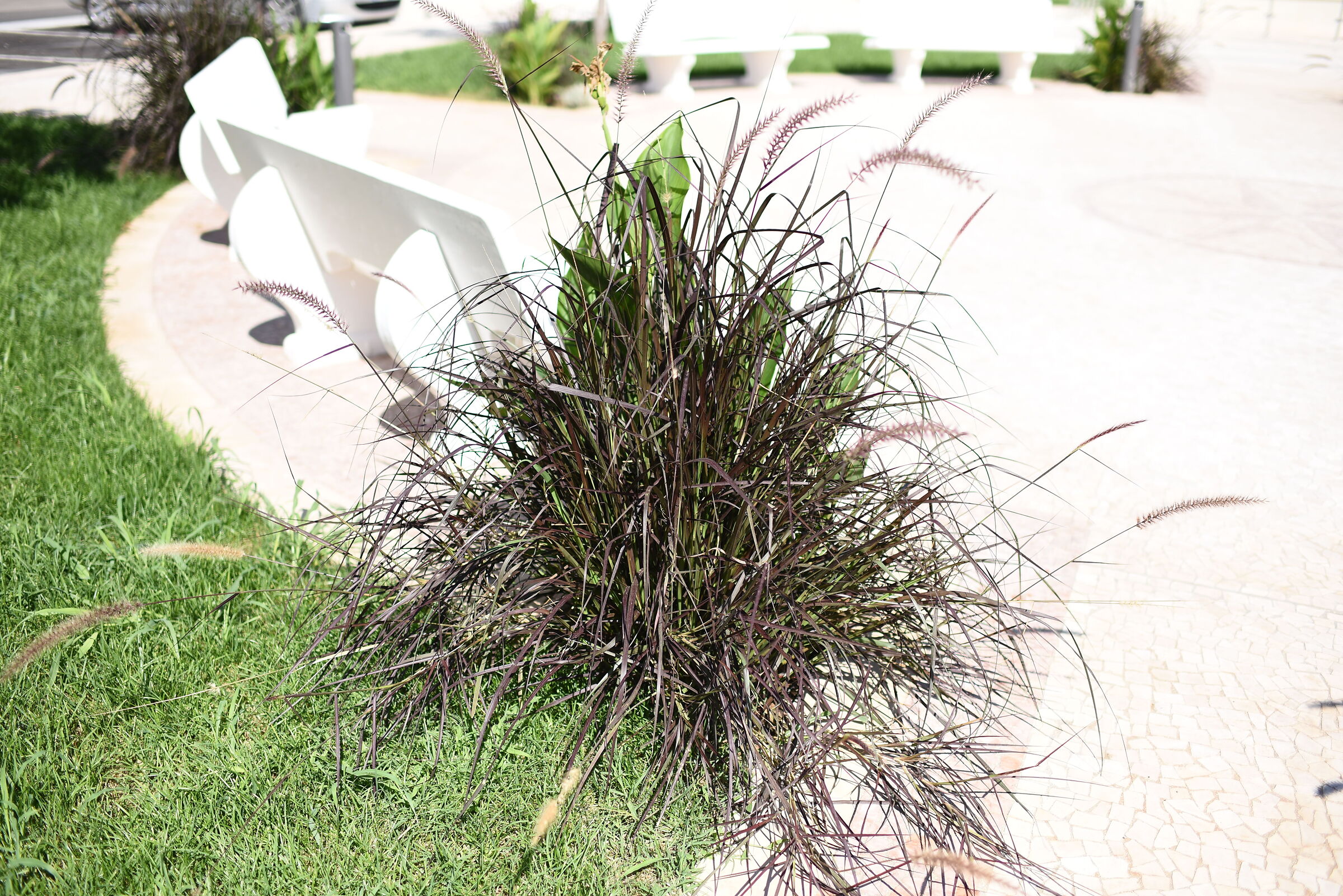 F. 2, 1/ 4.0 0 0, ISO 125- Tamron 35, 1.4 Di Usd