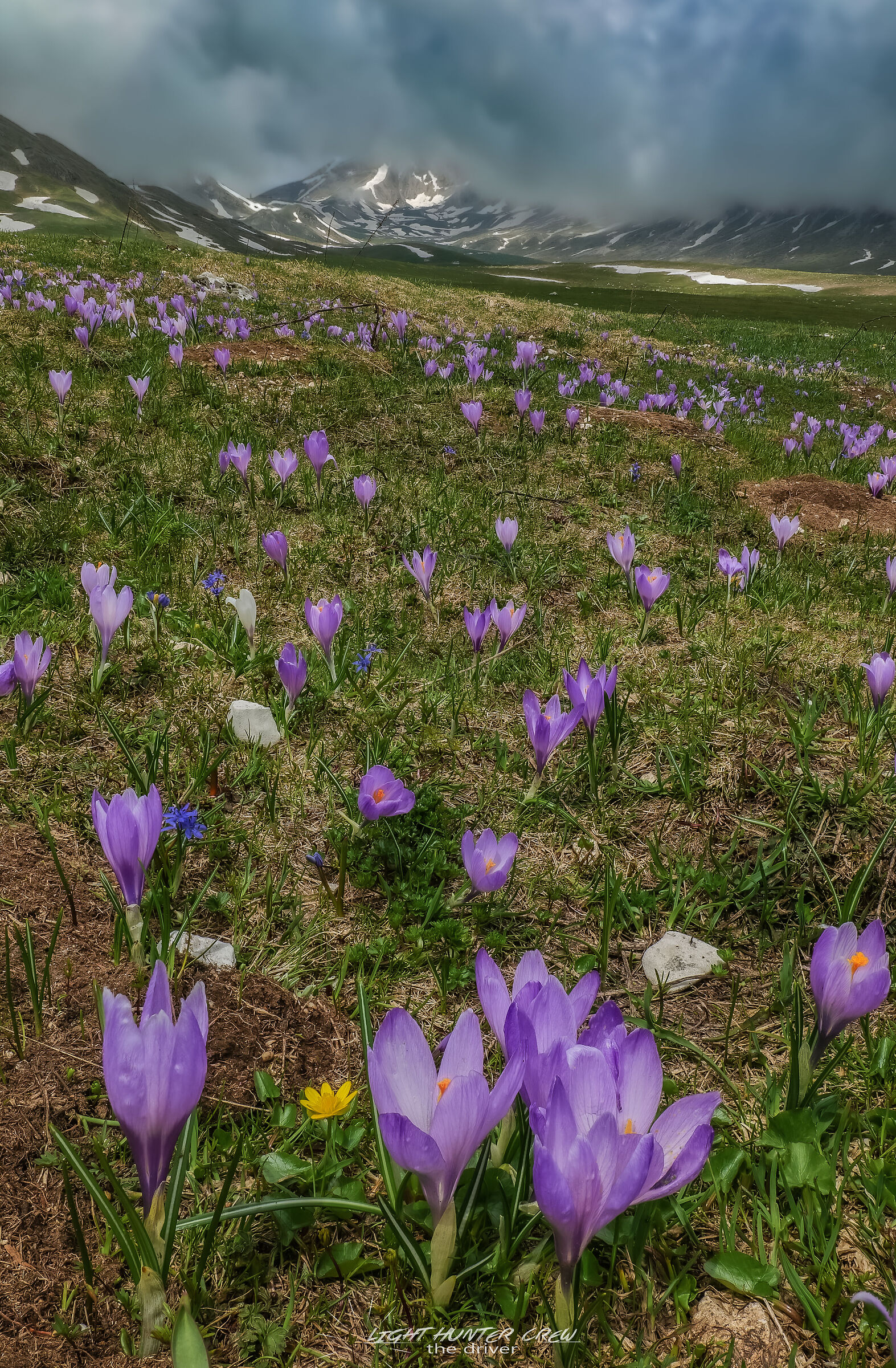 Last Crocuses in Campo Imperatore