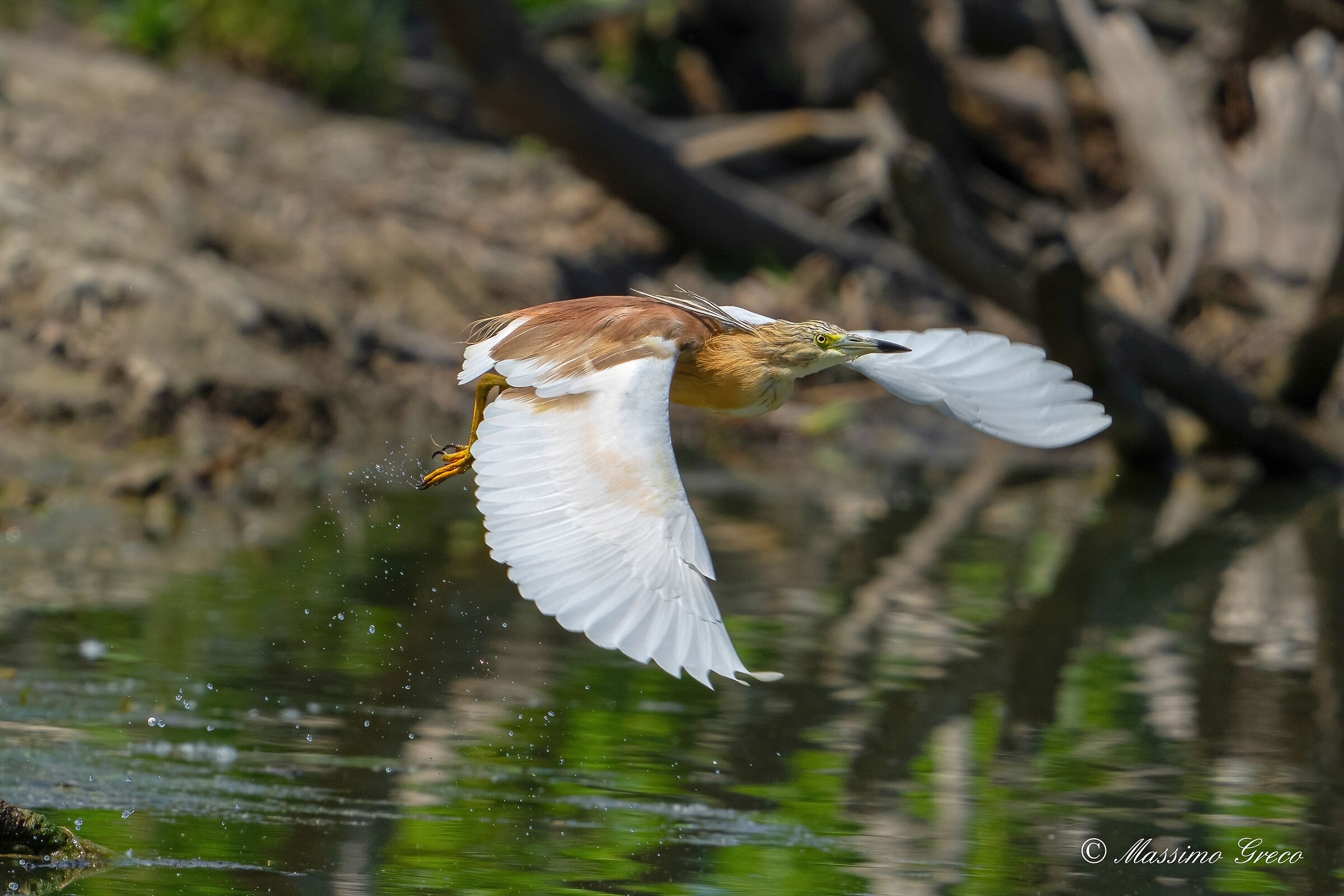 Tufted gauze (Ardeola ralloides)