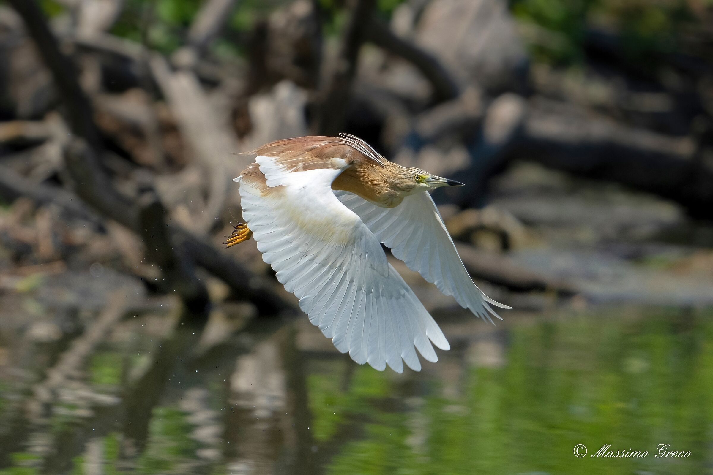 Tufted gauze (Ardeola ralloides)