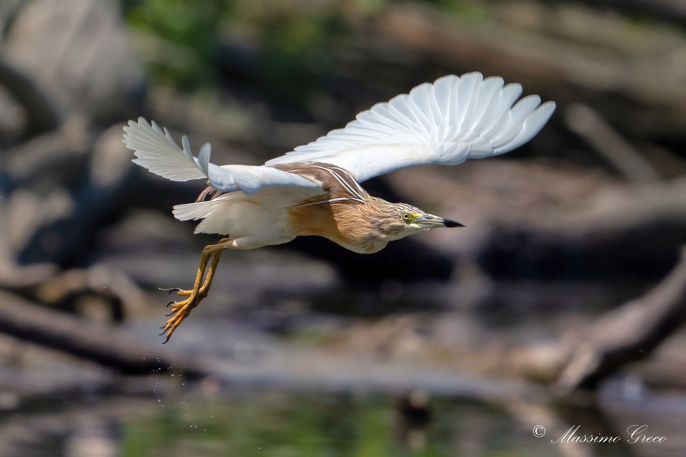 Tufted gauze (Ardeola ralloides)