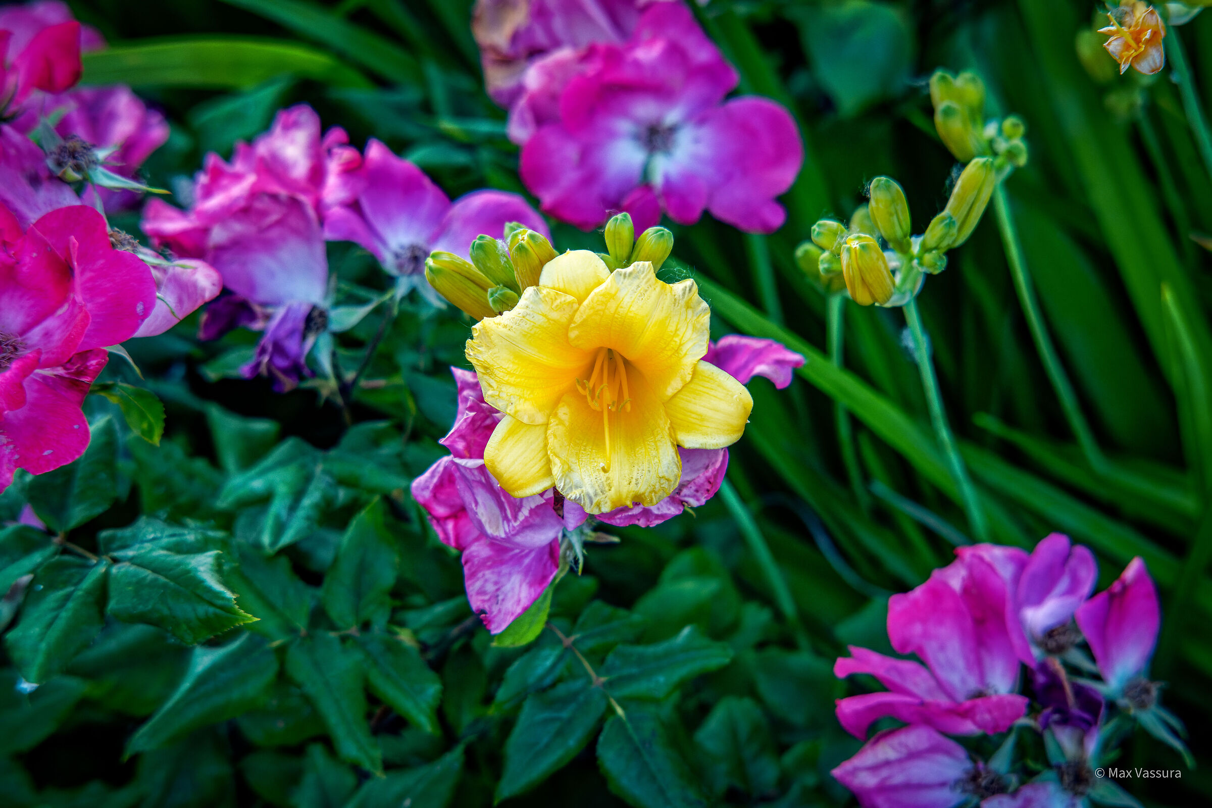 Fiori per Algenor ...