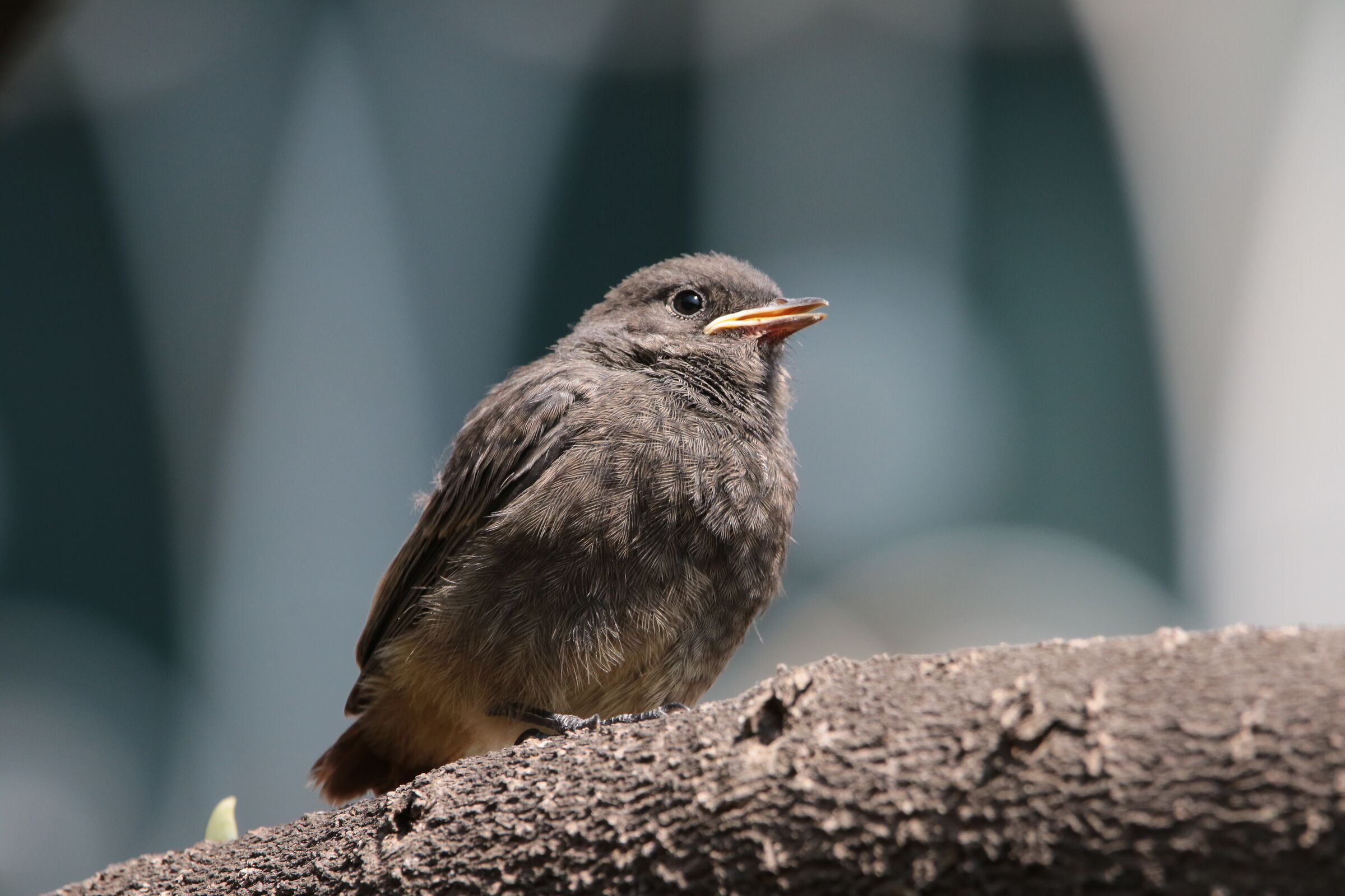 small Redstart chimney sweep 18/05/22