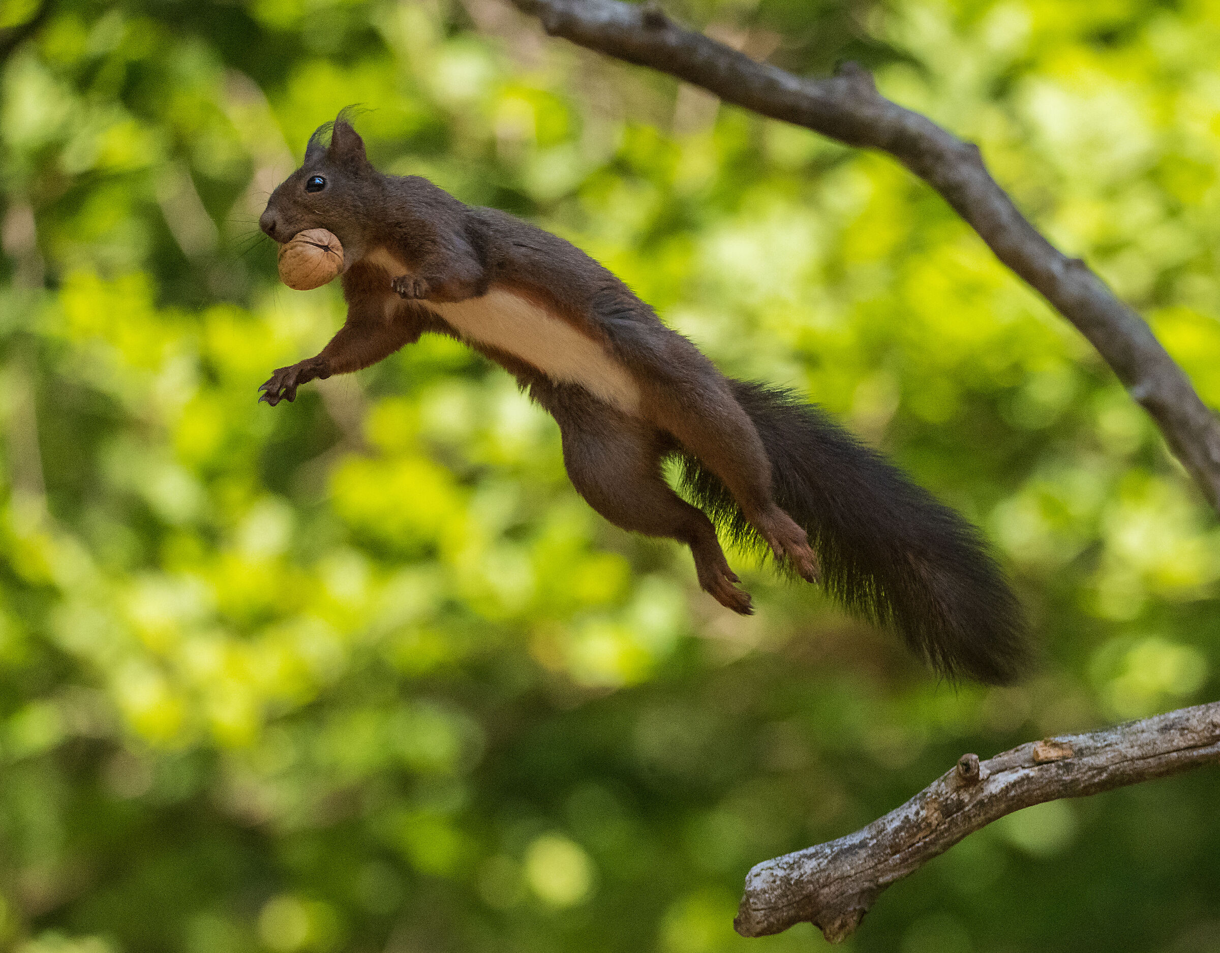 squirrel in flight