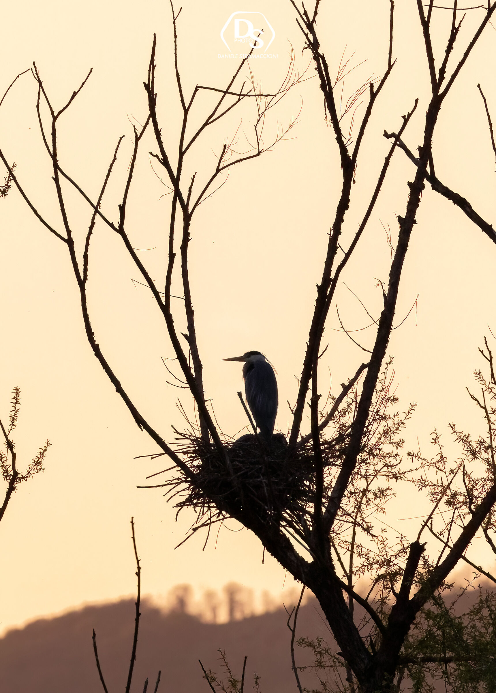 Grey heron