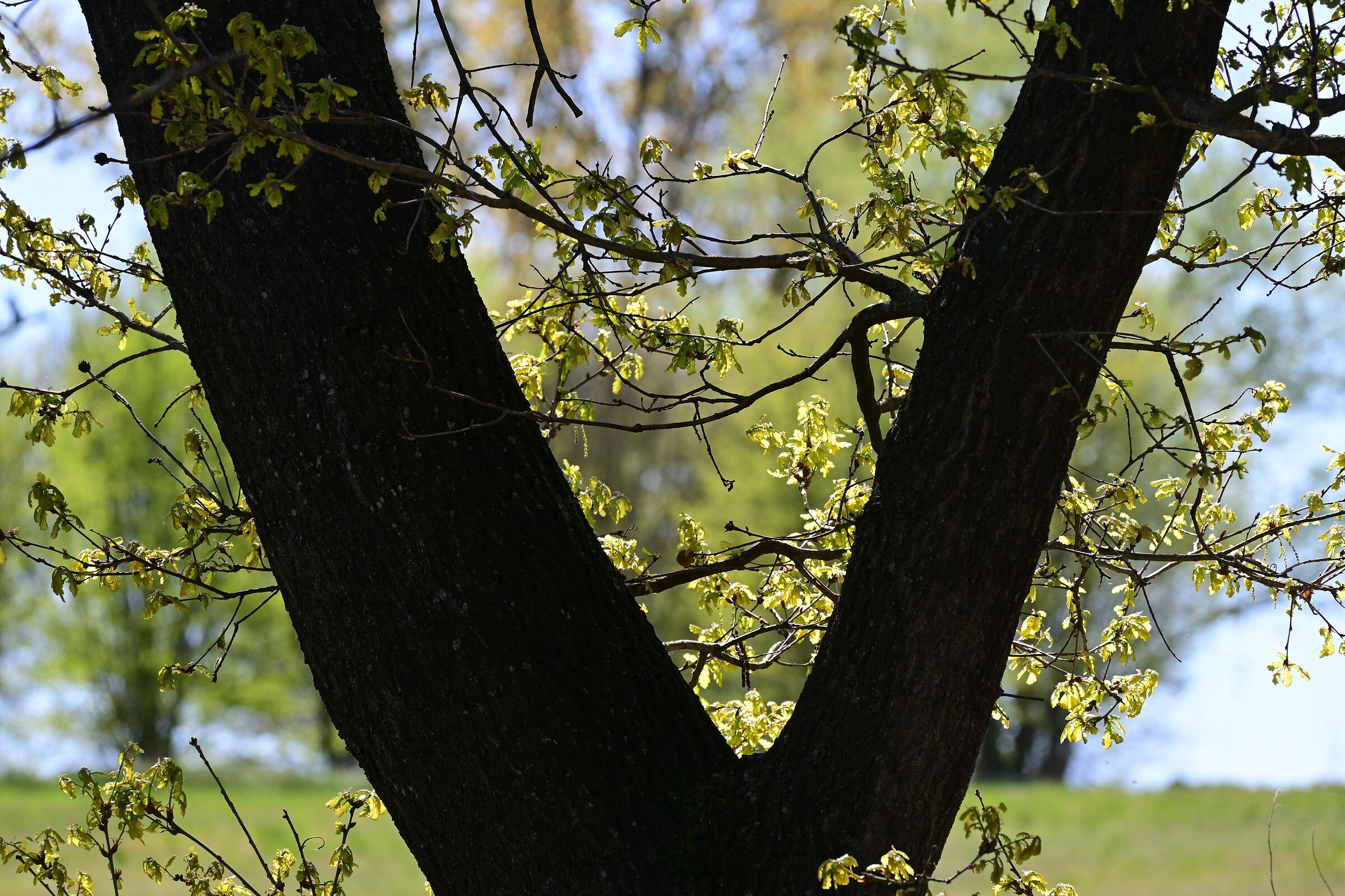 bifurcation