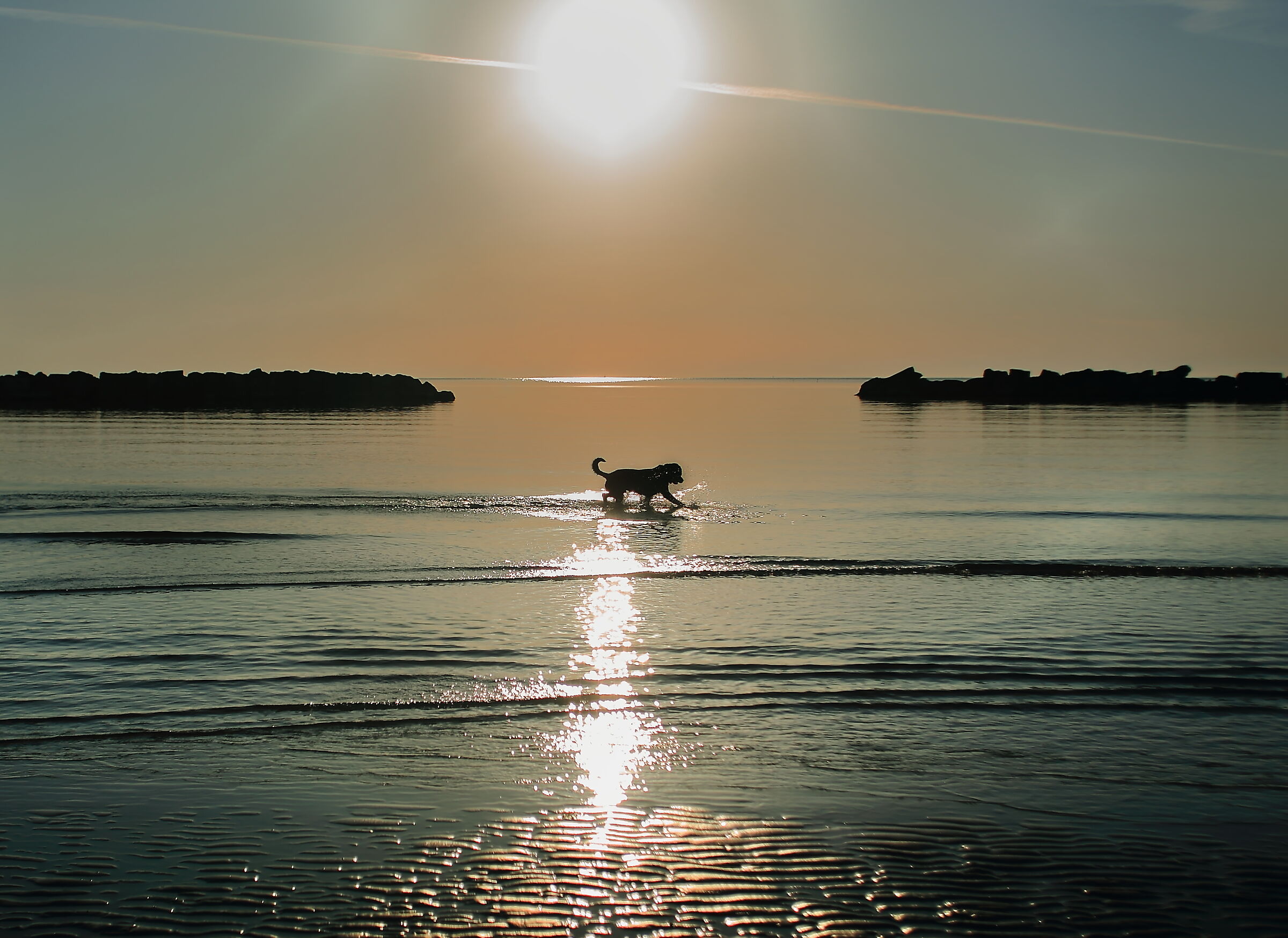 the dog at the sea