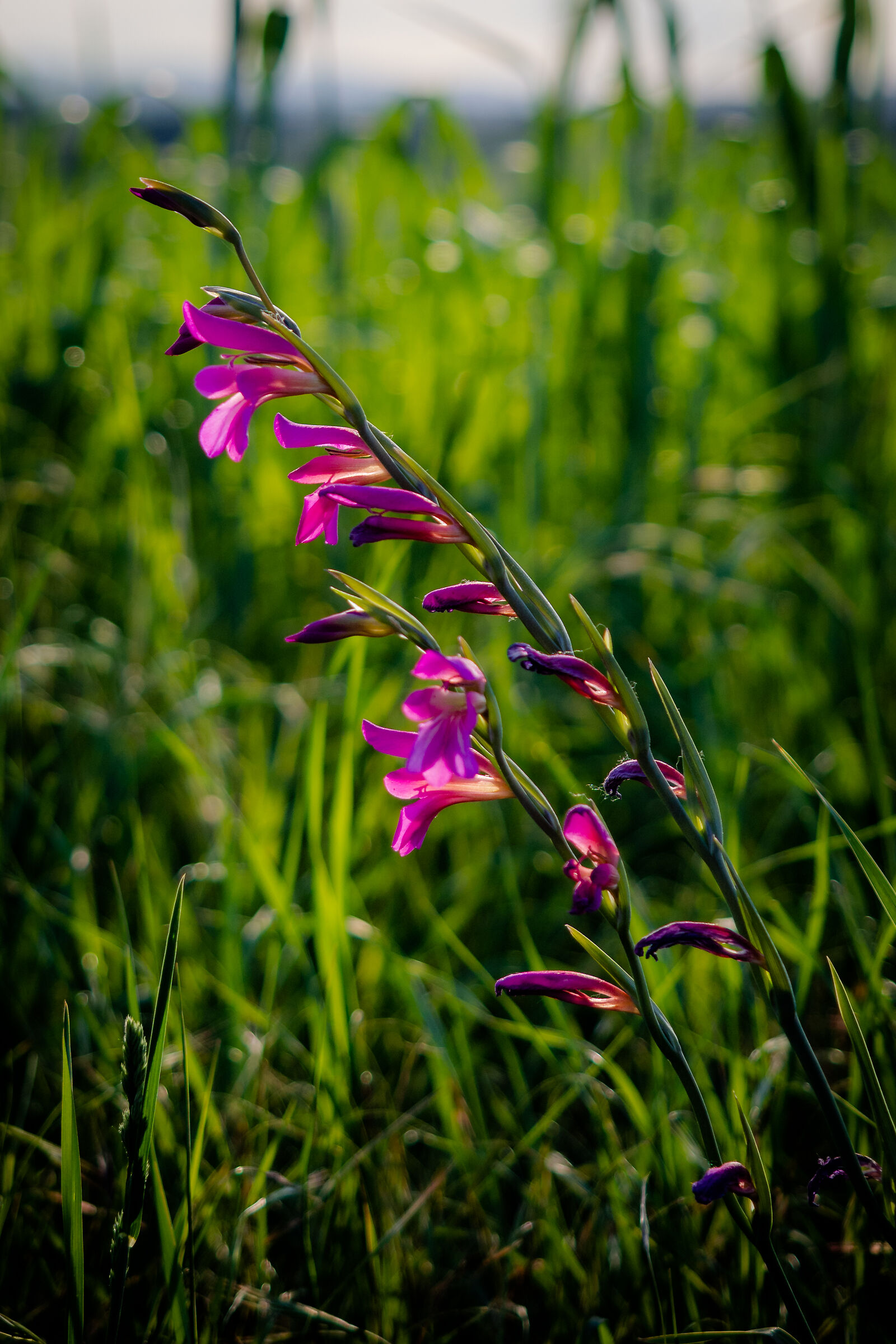 Primavera