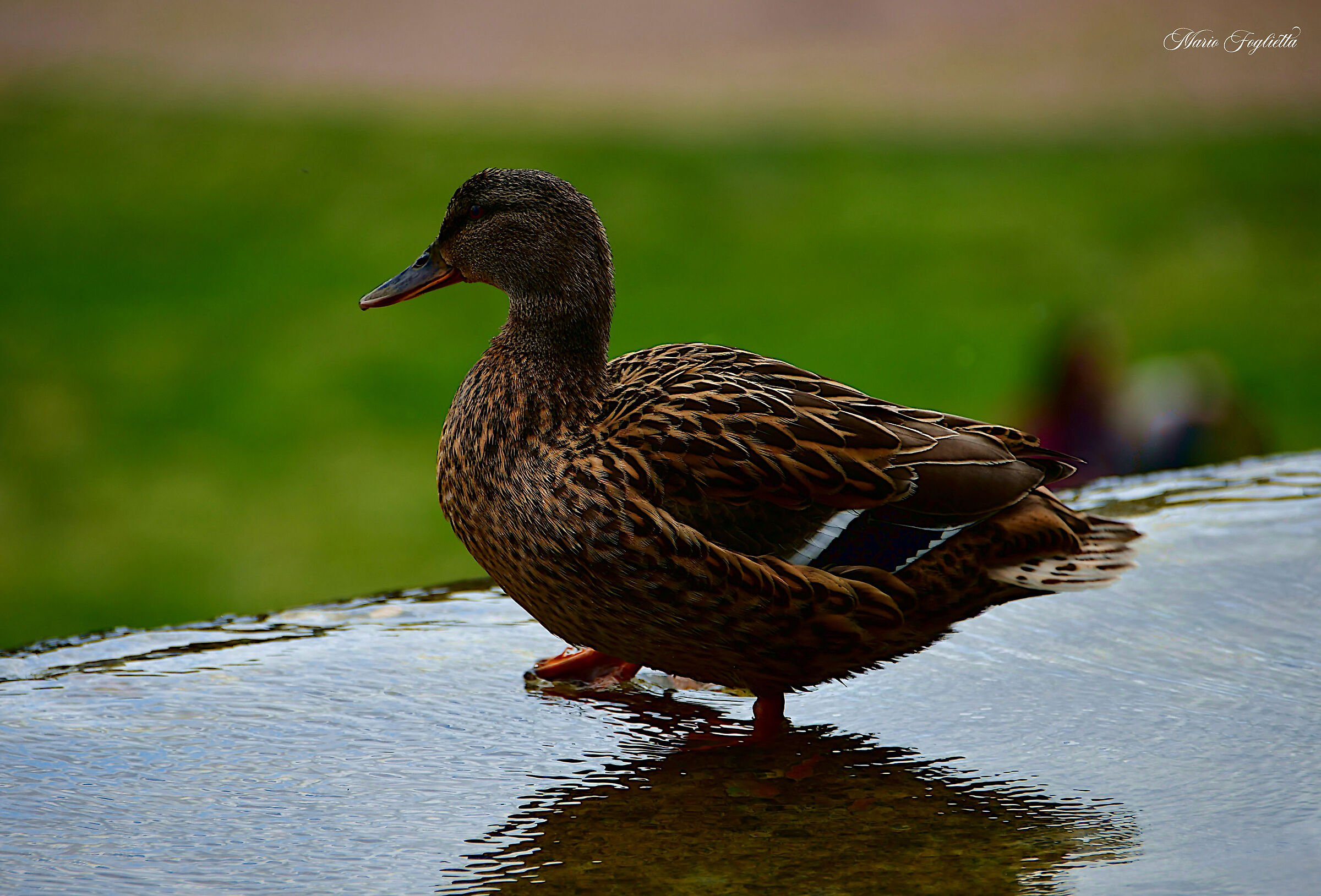 Mallard