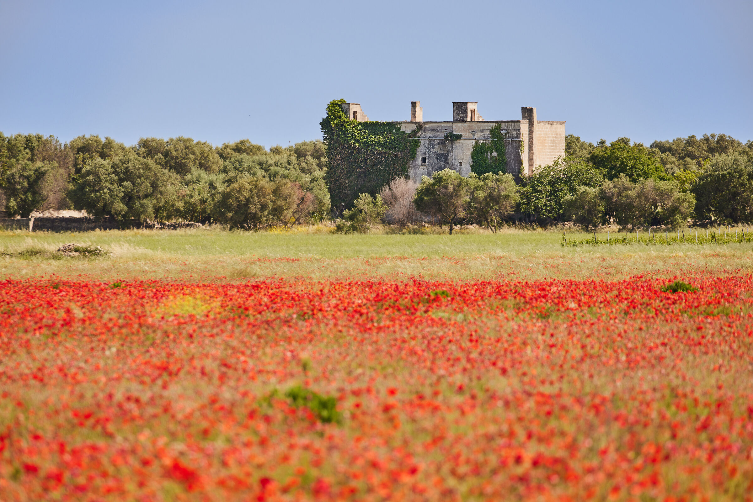 papaveri in puglia