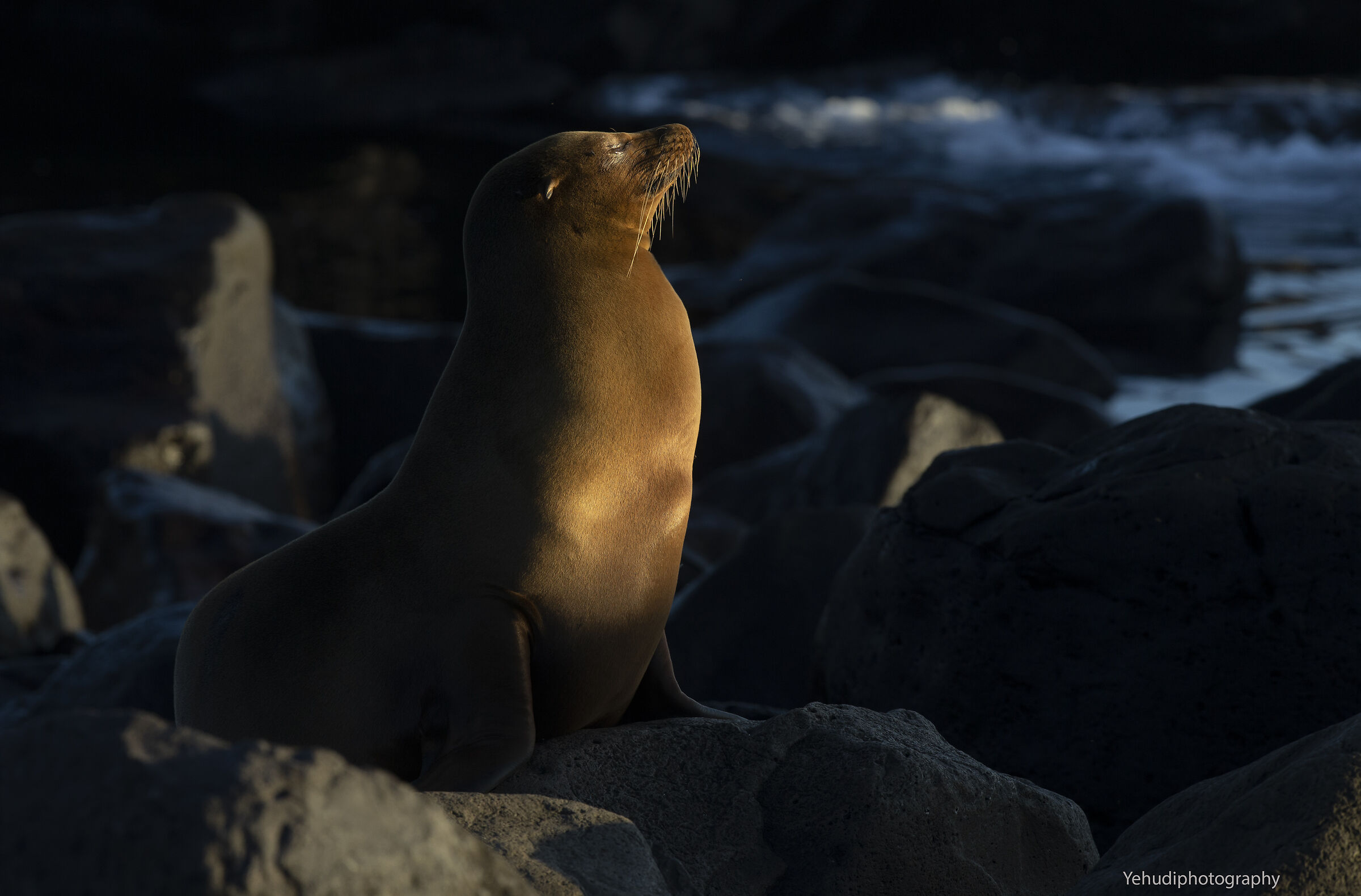 Leone marino delle Galápagos