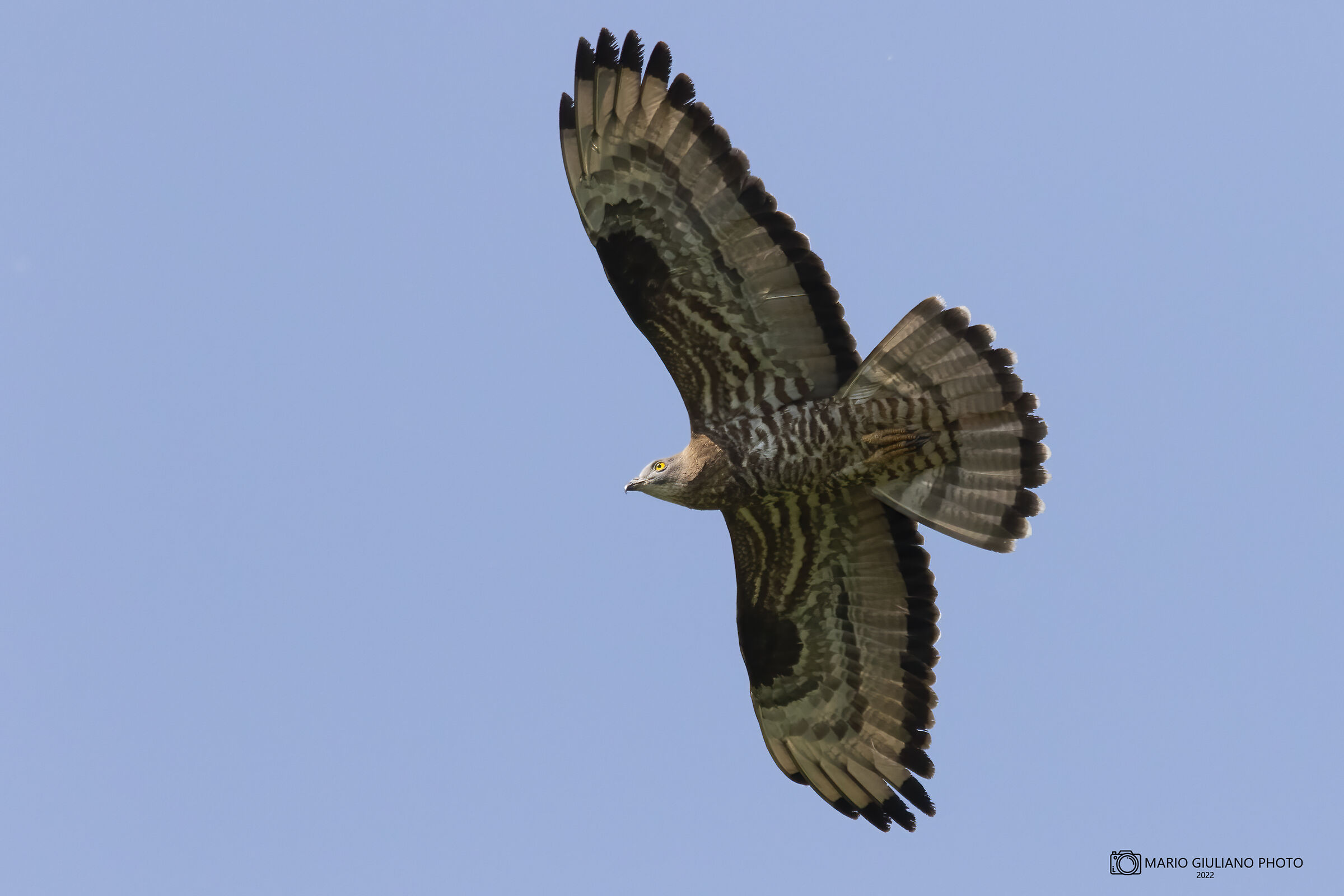 Falco pecchiaiolo