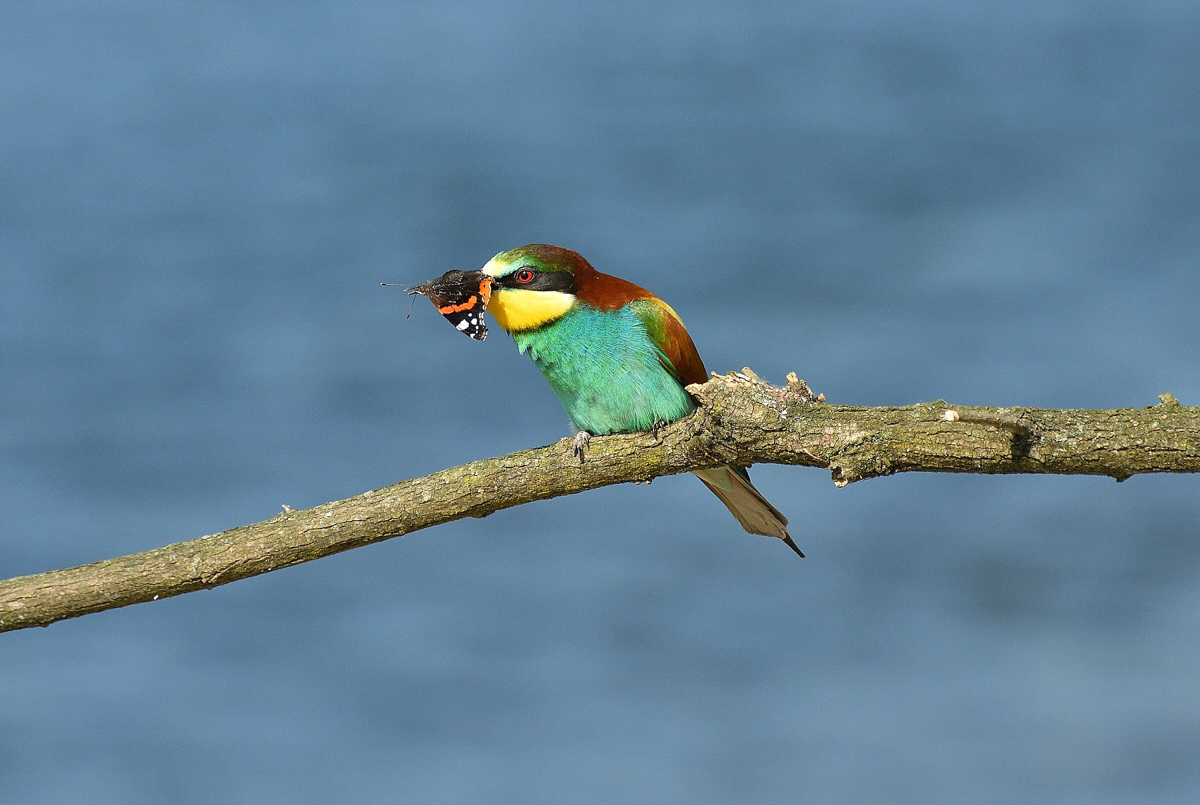 Bee-eater and Vanessa..