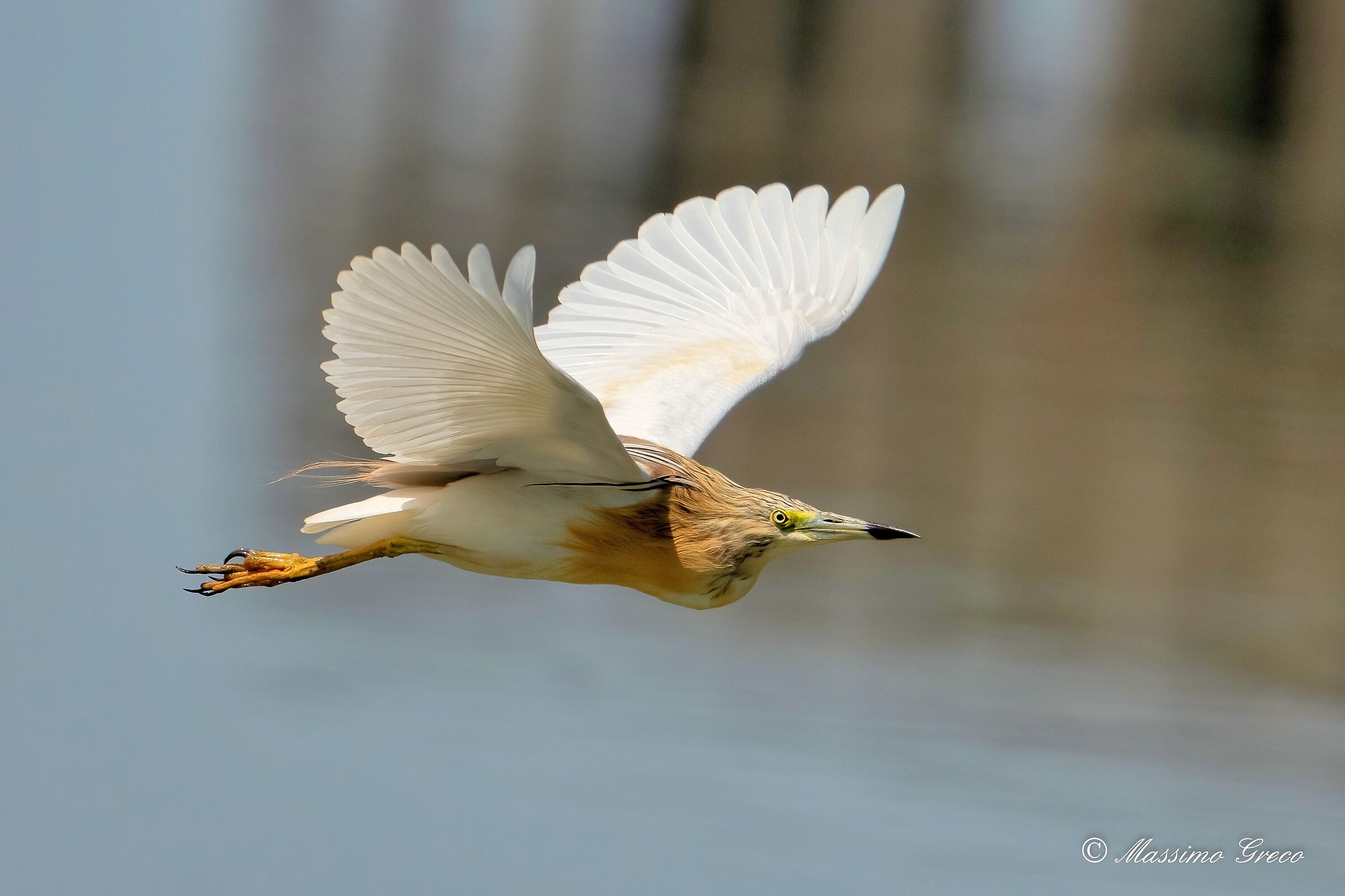 Tufted gauze (Ardeola ralloides)