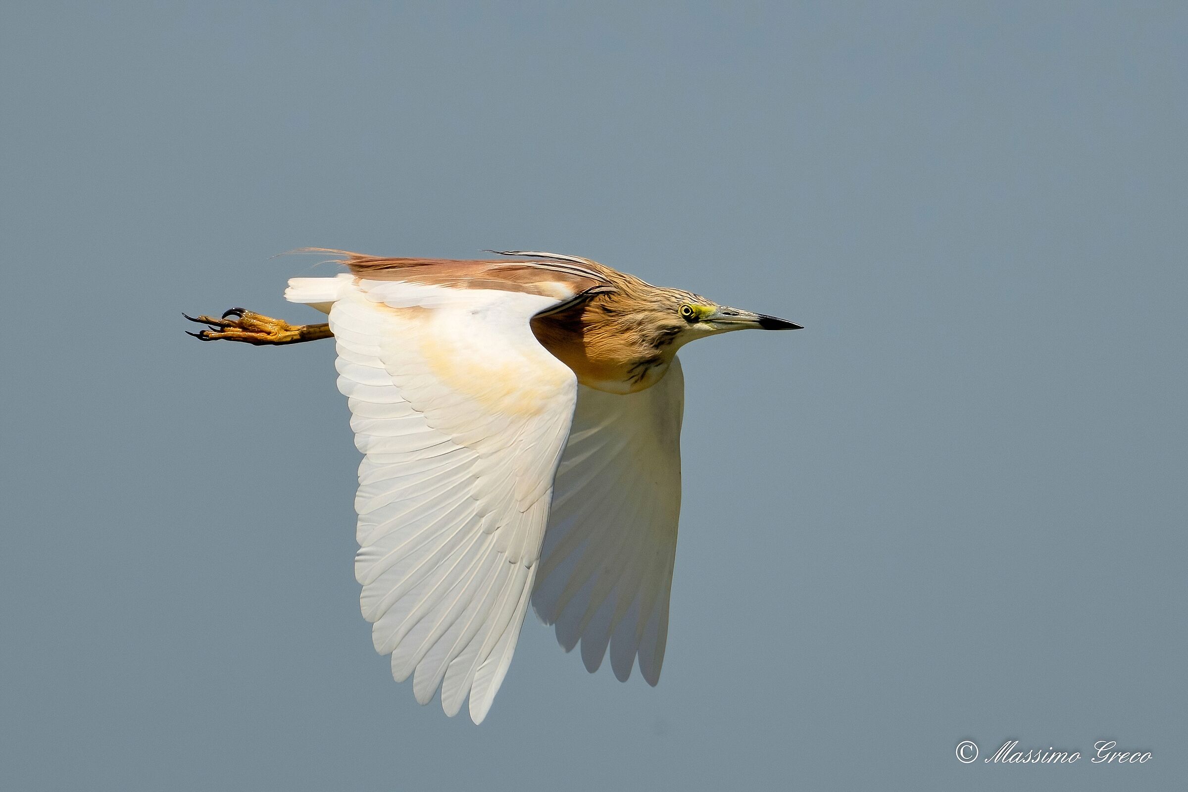 Tufted gauze (Ardeola ralloides)