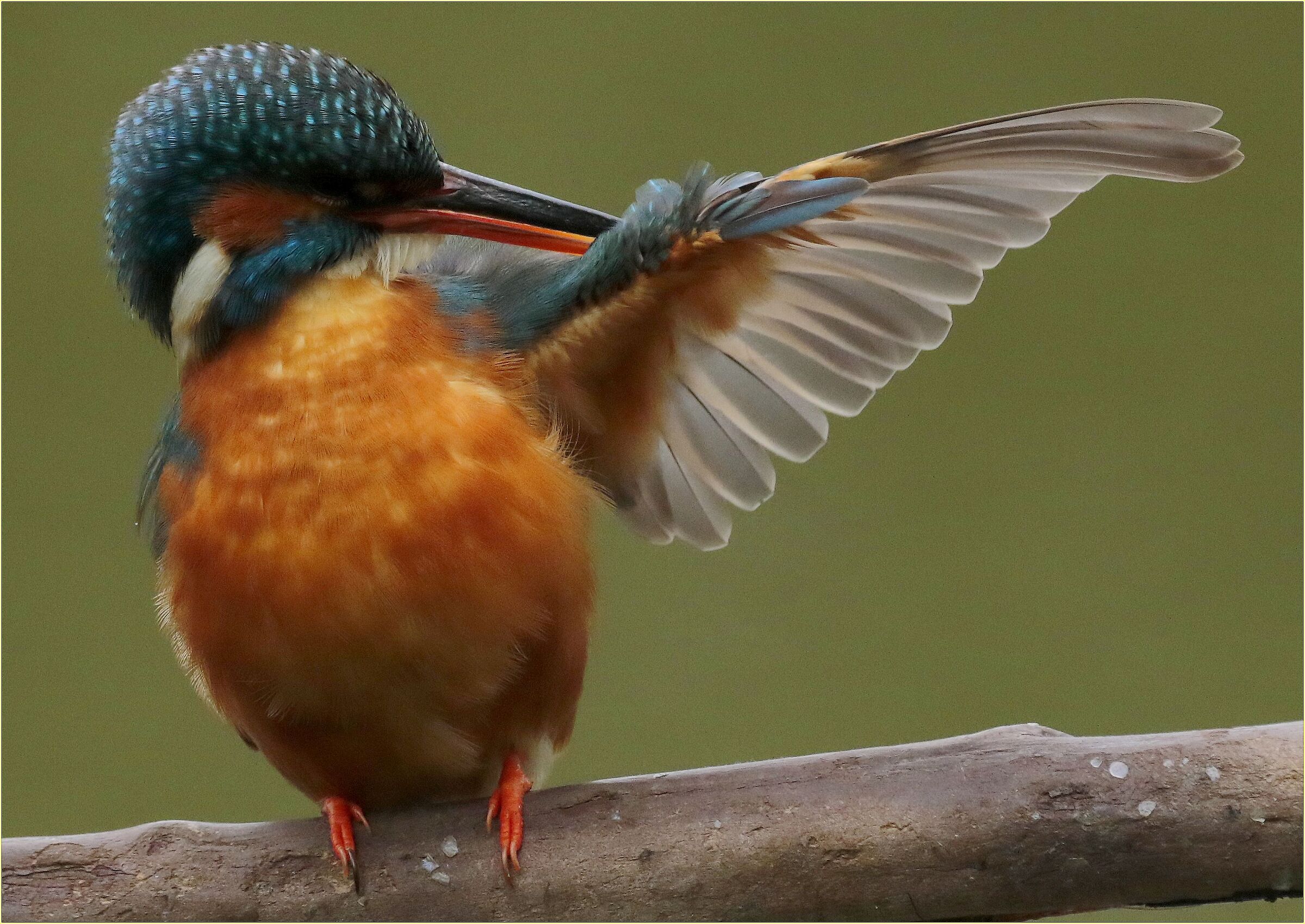 '' olèèè '' martin bullfighter