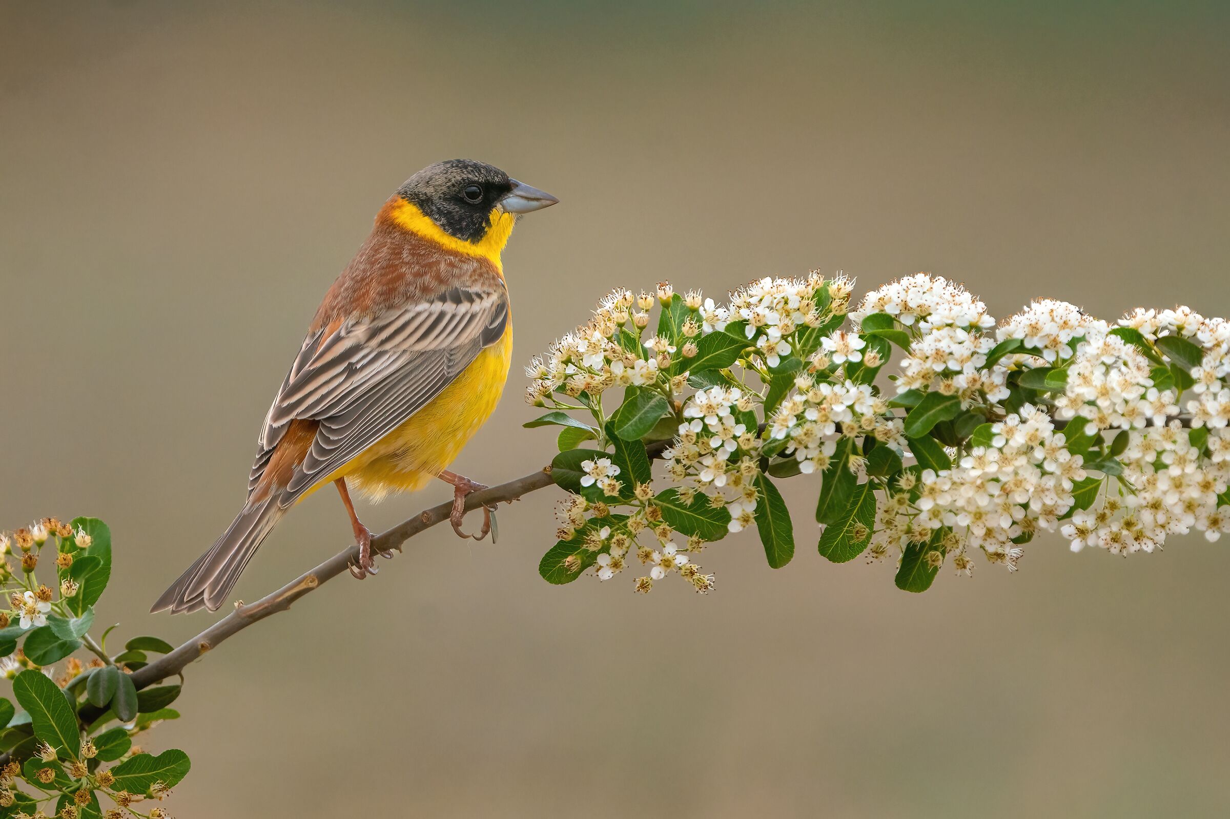 Black_headed bunting