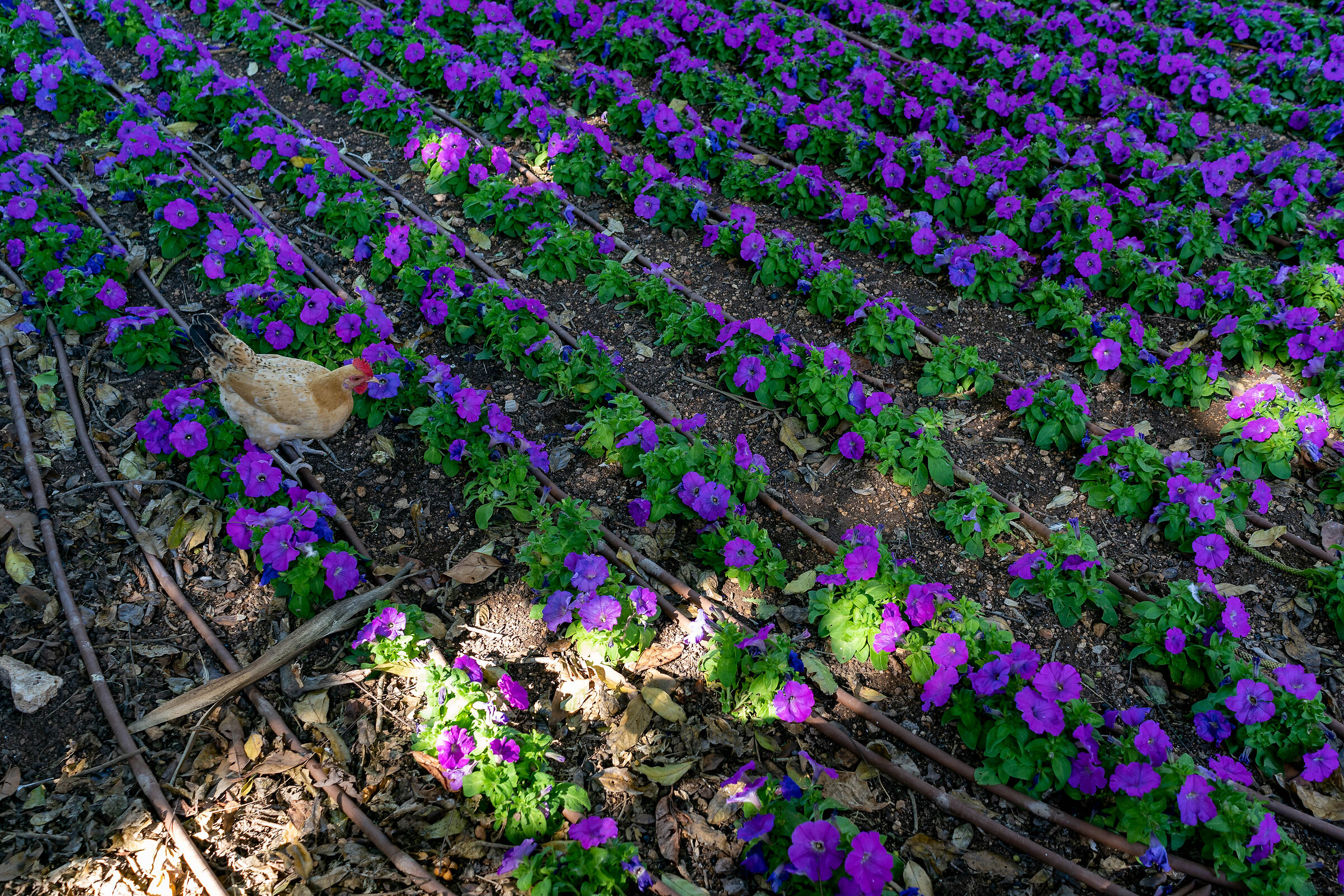 The hen with the purple eggs