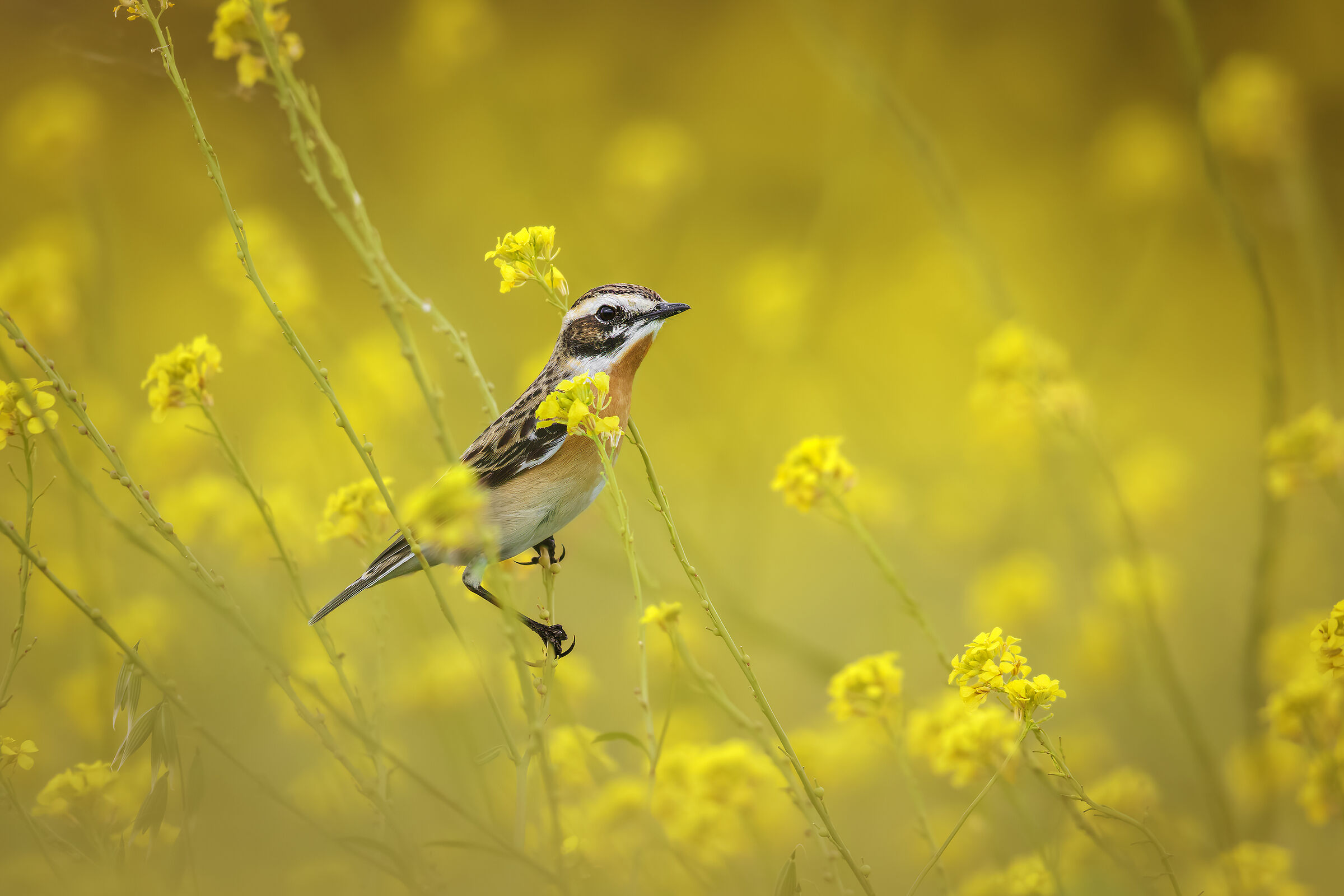 Stiaccino (Saxicola rubetra)