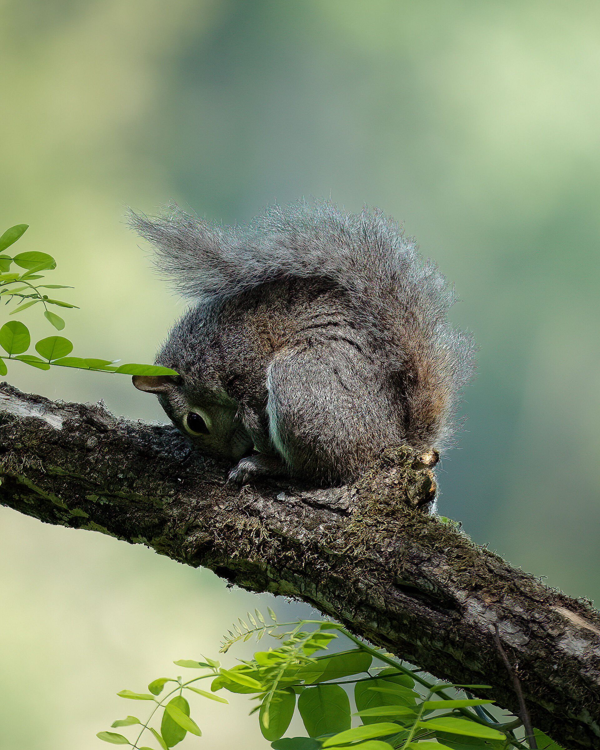 Riposino o mimetismo?!