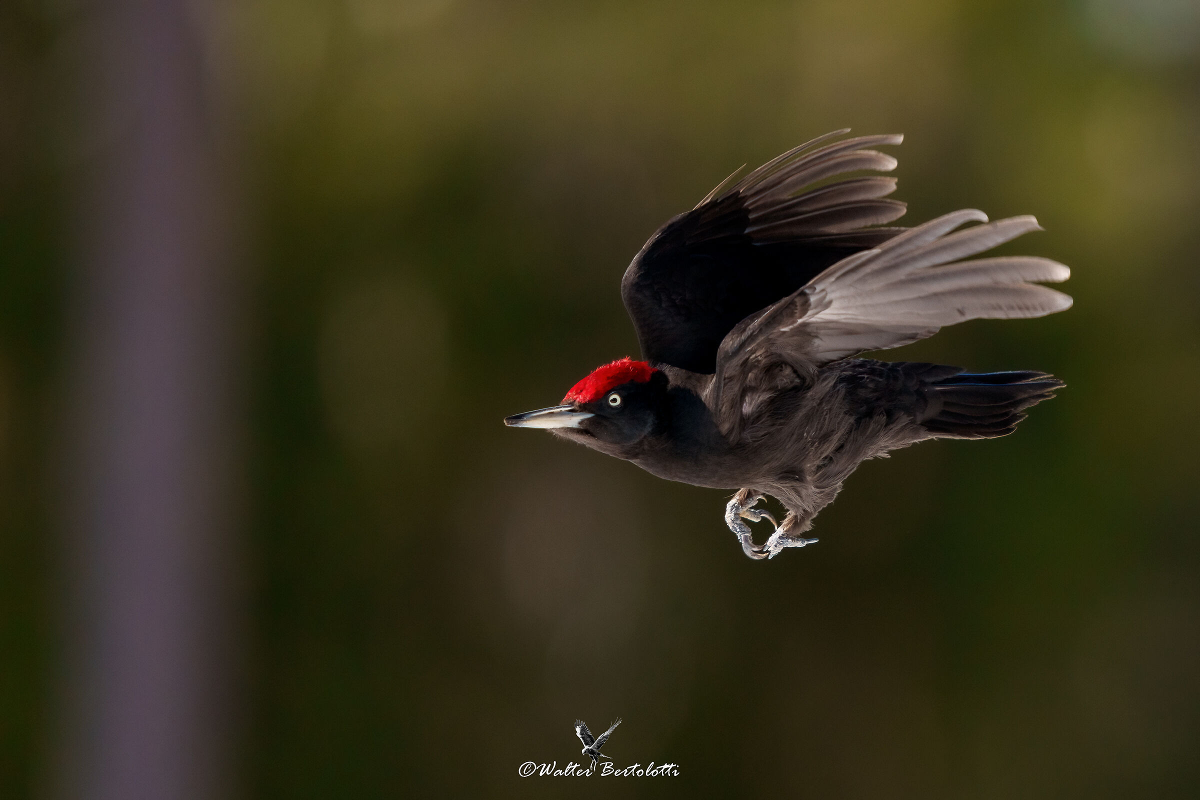 il volo del picchio nero