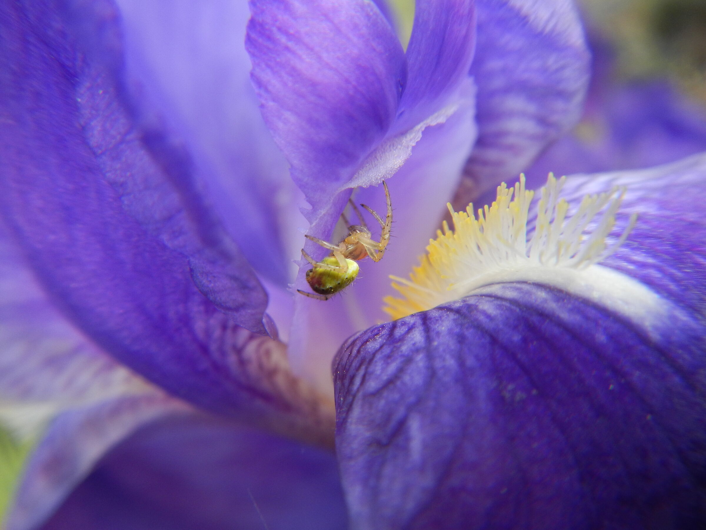 Iris with guest