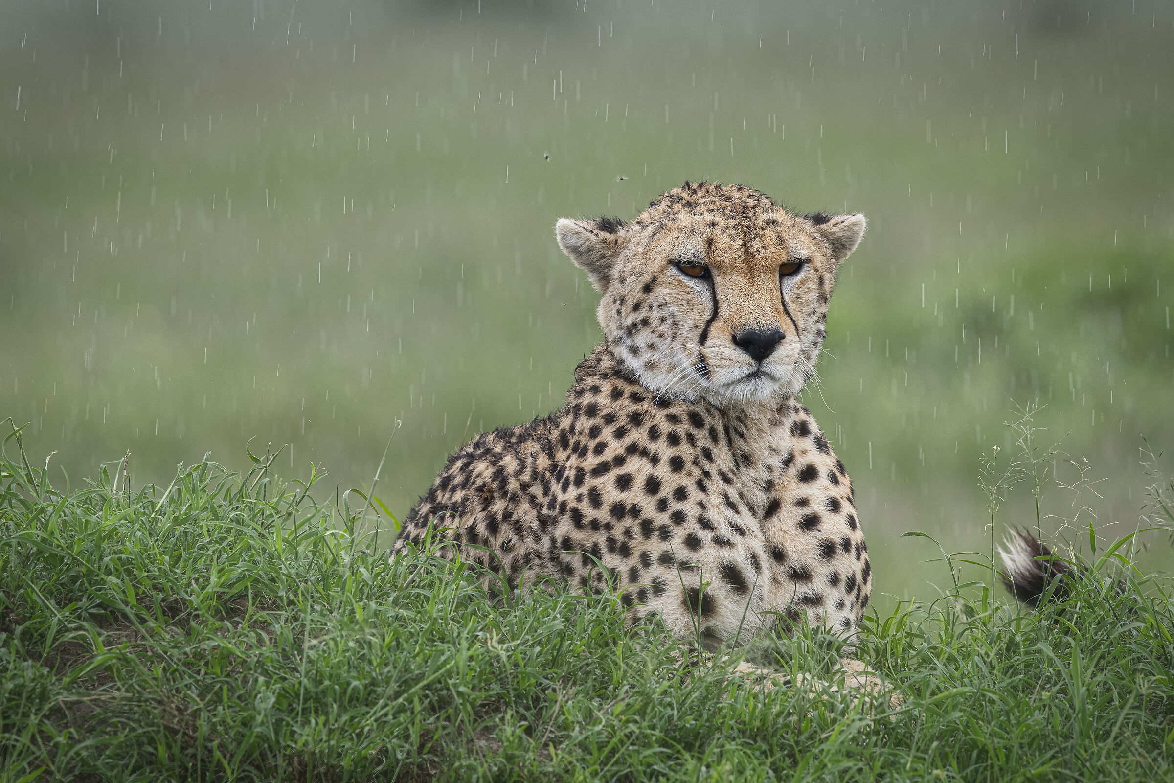 Cheetah in the rain