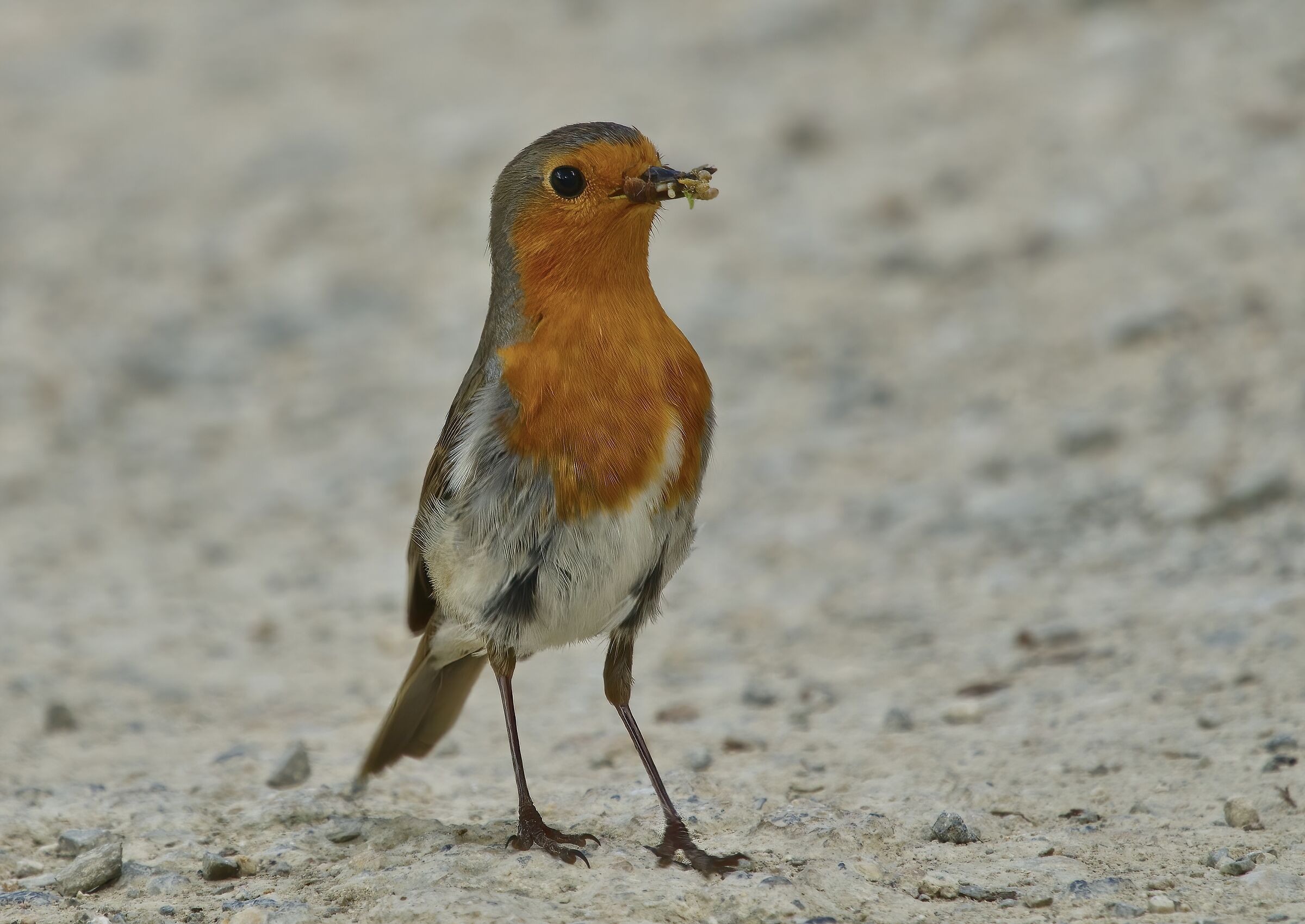 Il cibo per i piccoli