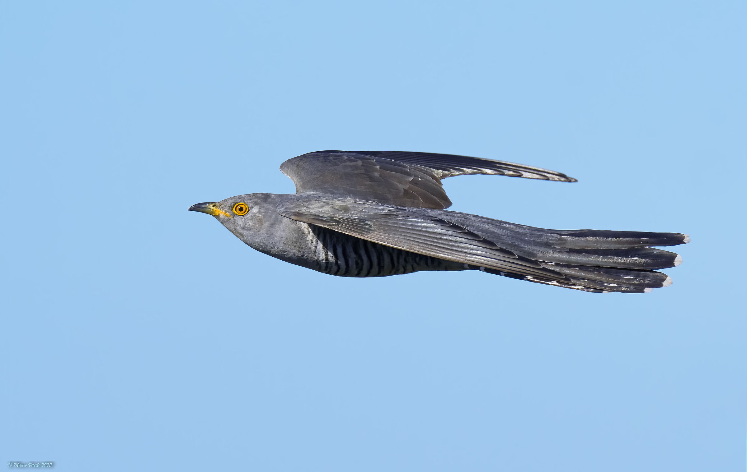 Cuckoo (Cuculus canorus)
