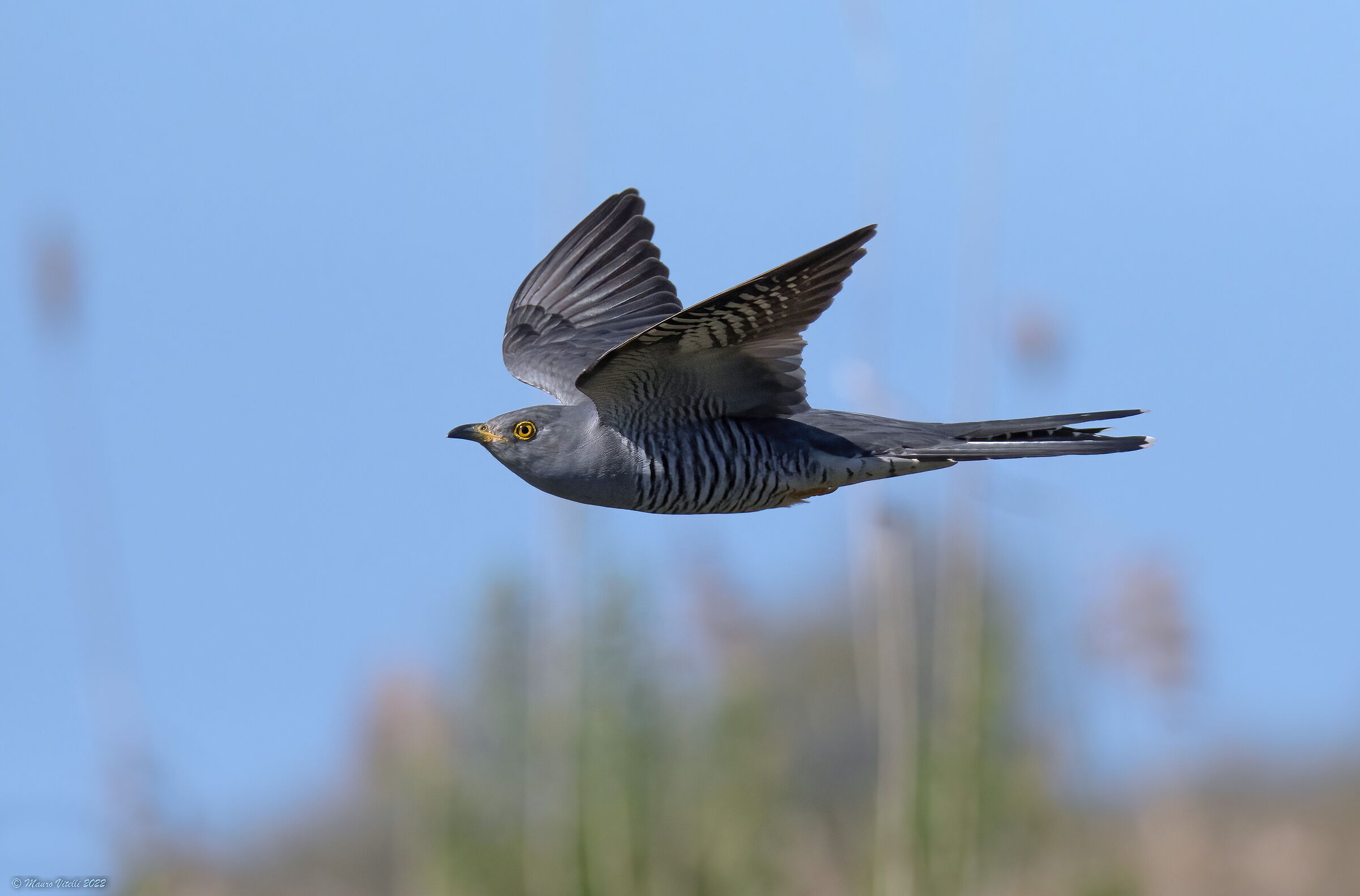 Cuckoo (Cuculus canorus)