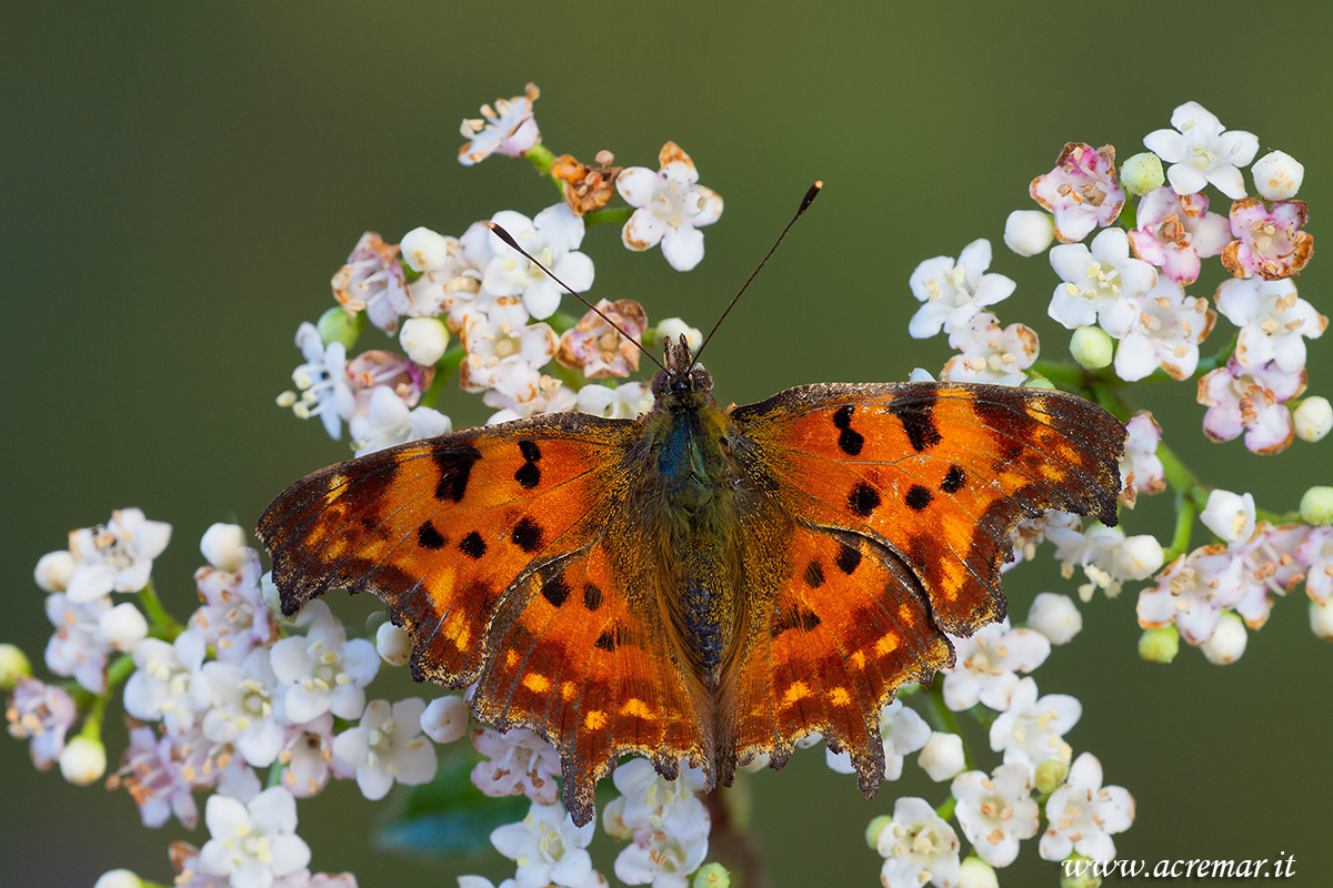 Polygonia c album
