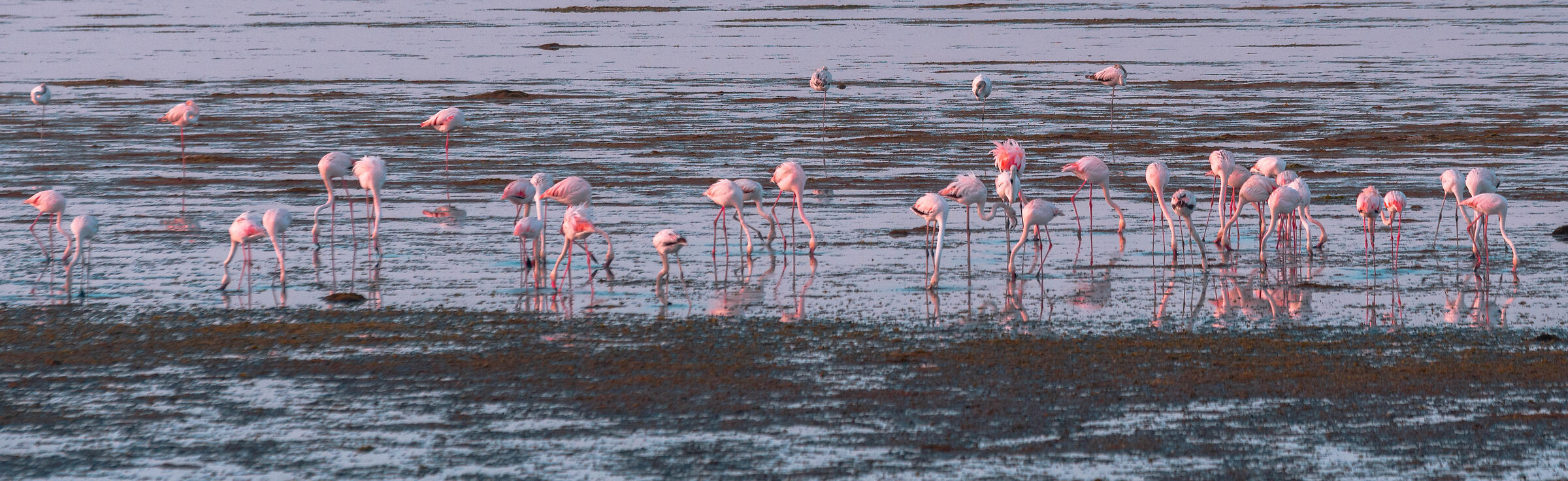 Flamingos in the lagoon