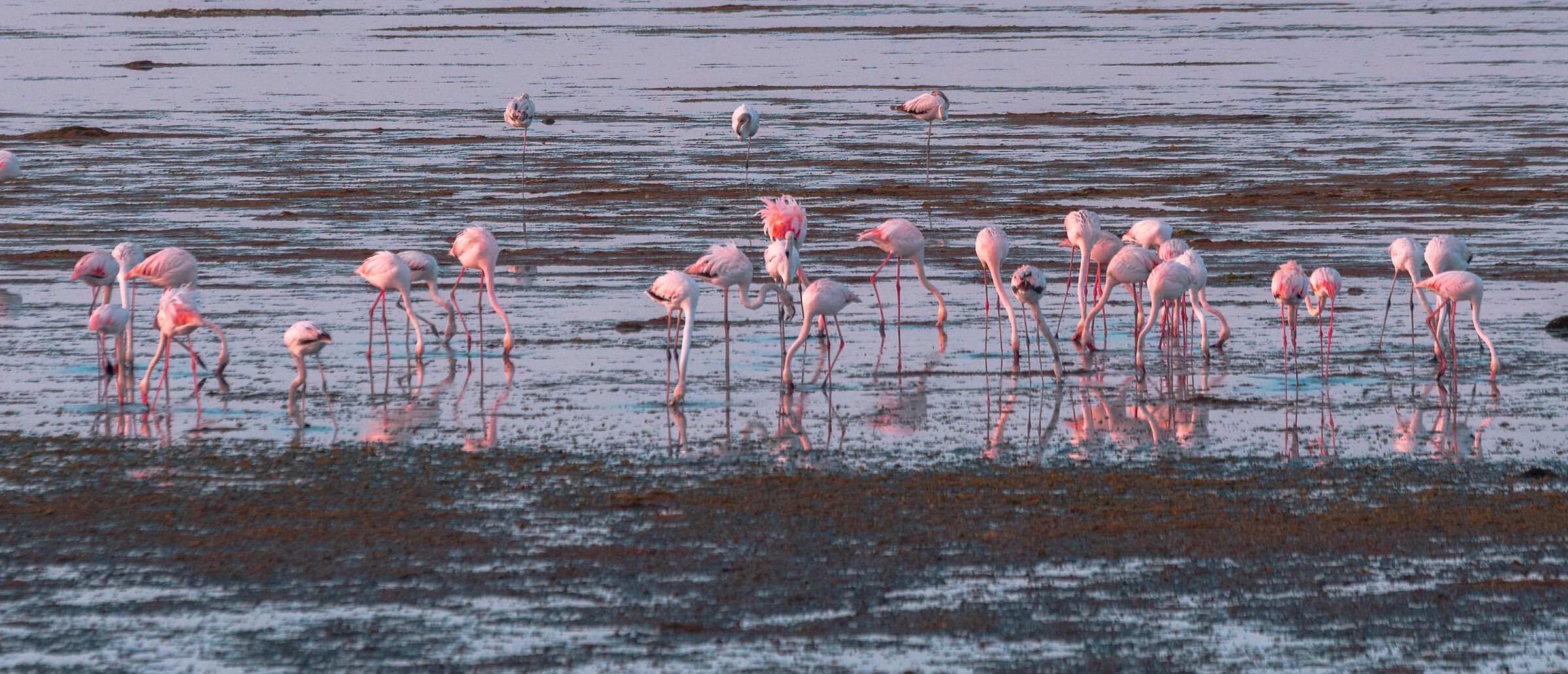 Flamingos in the lagoon