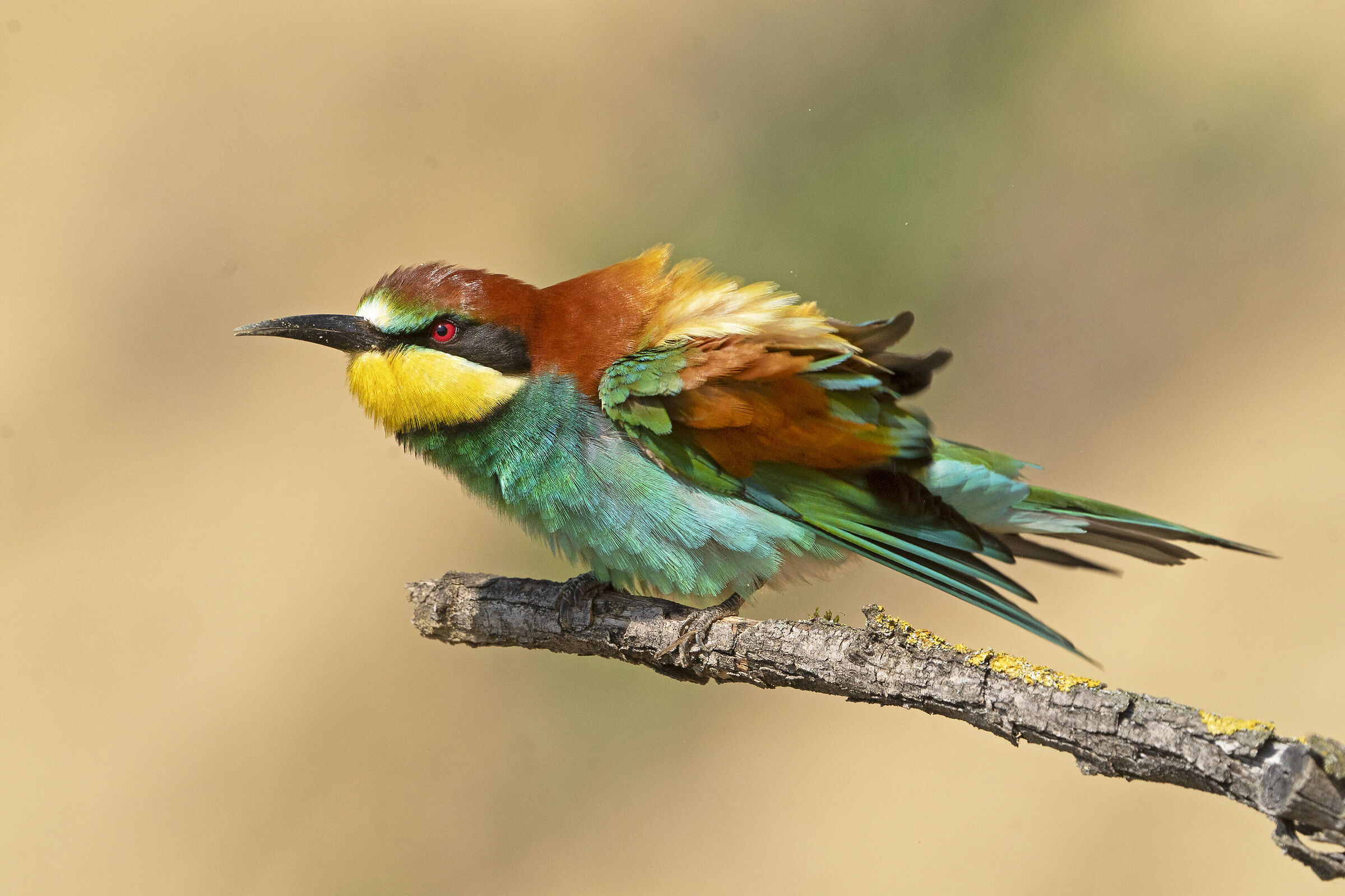 Bee-eater