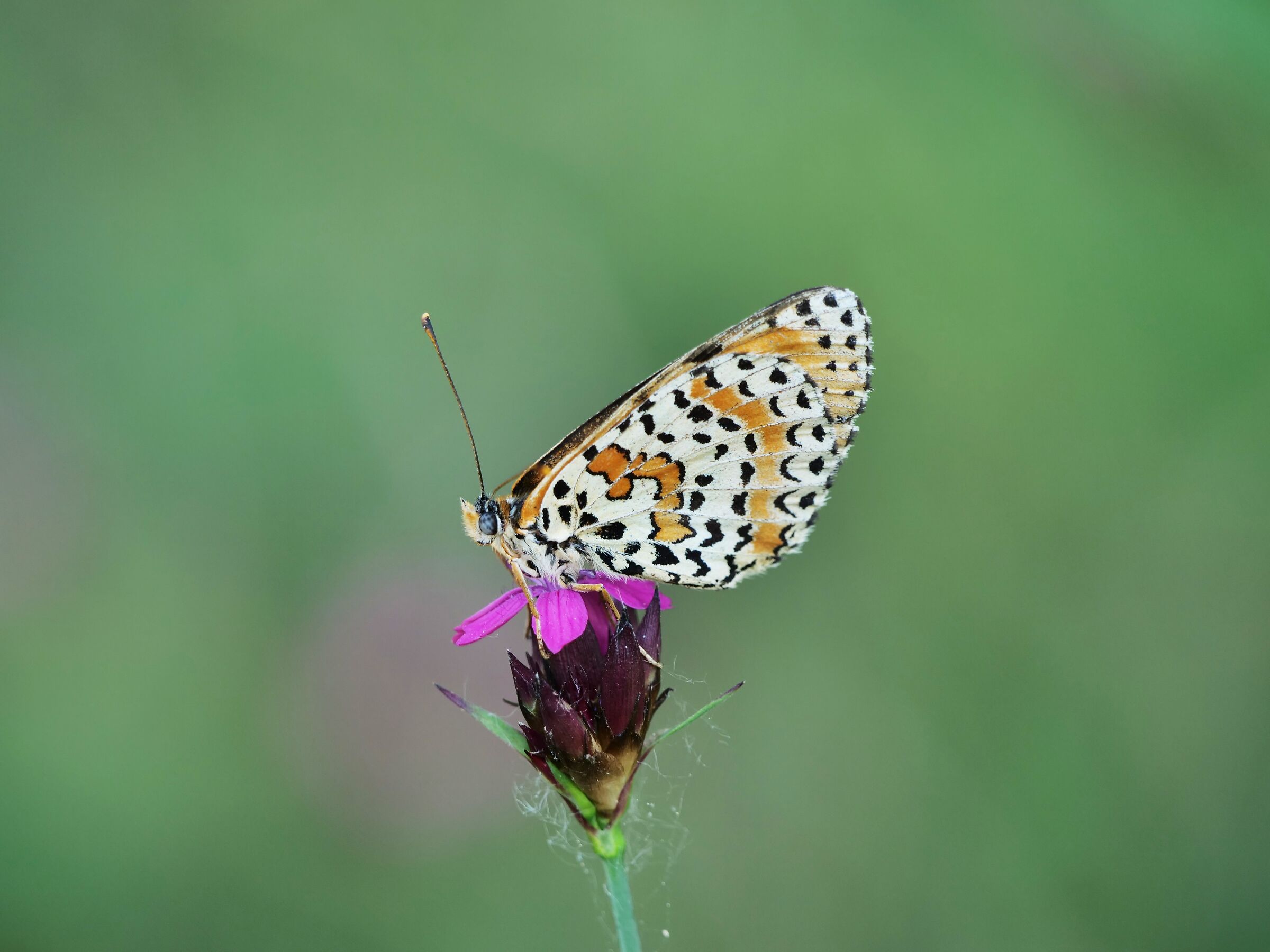 Melitaea didyma